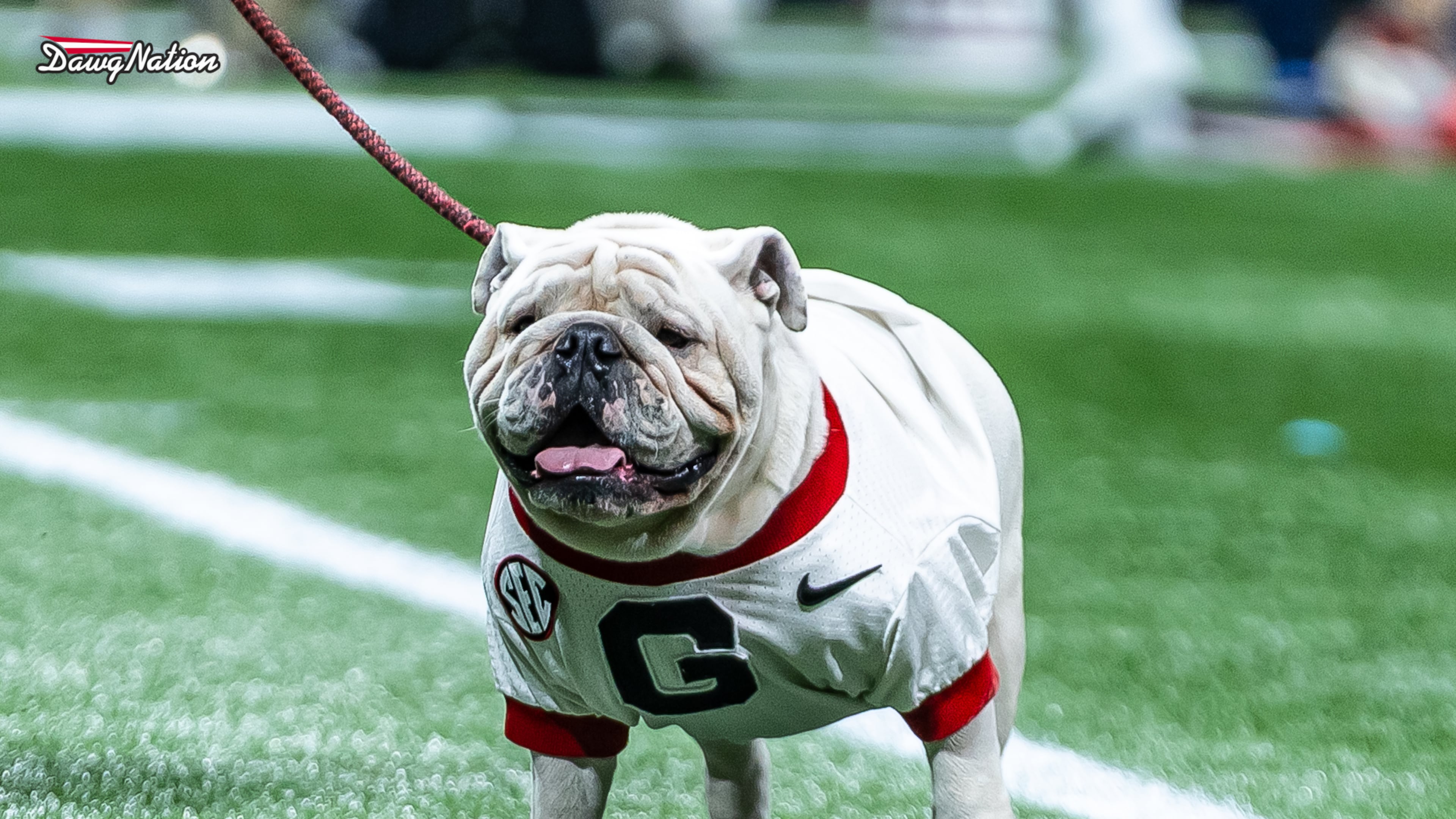 Georgia mascot UGA XI patrols the field prior to the 2025 SEC Championship Game. (Jeff Sentell/ DawgNation)