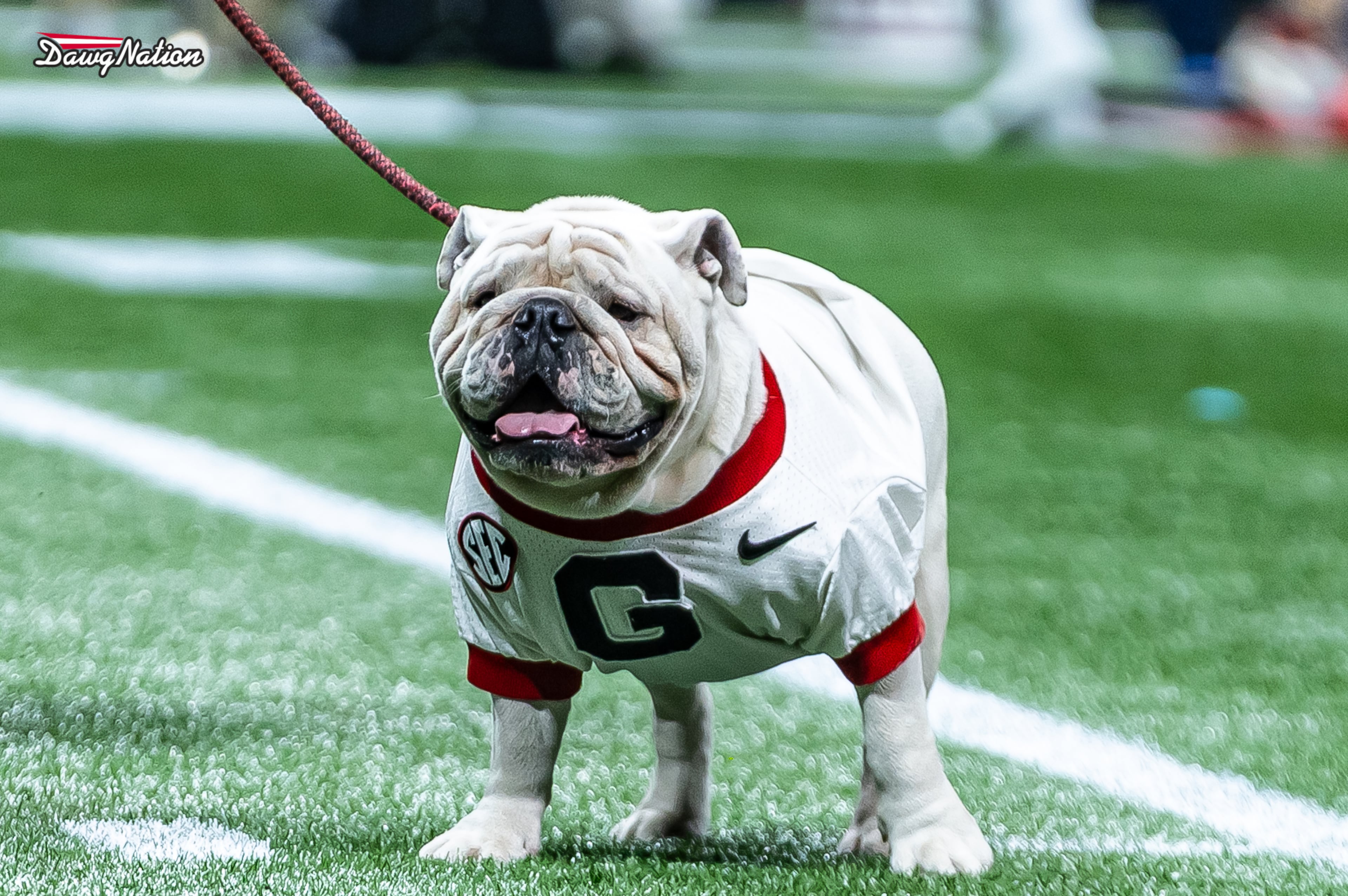 UGA XI by Jeff Sentell 12625a