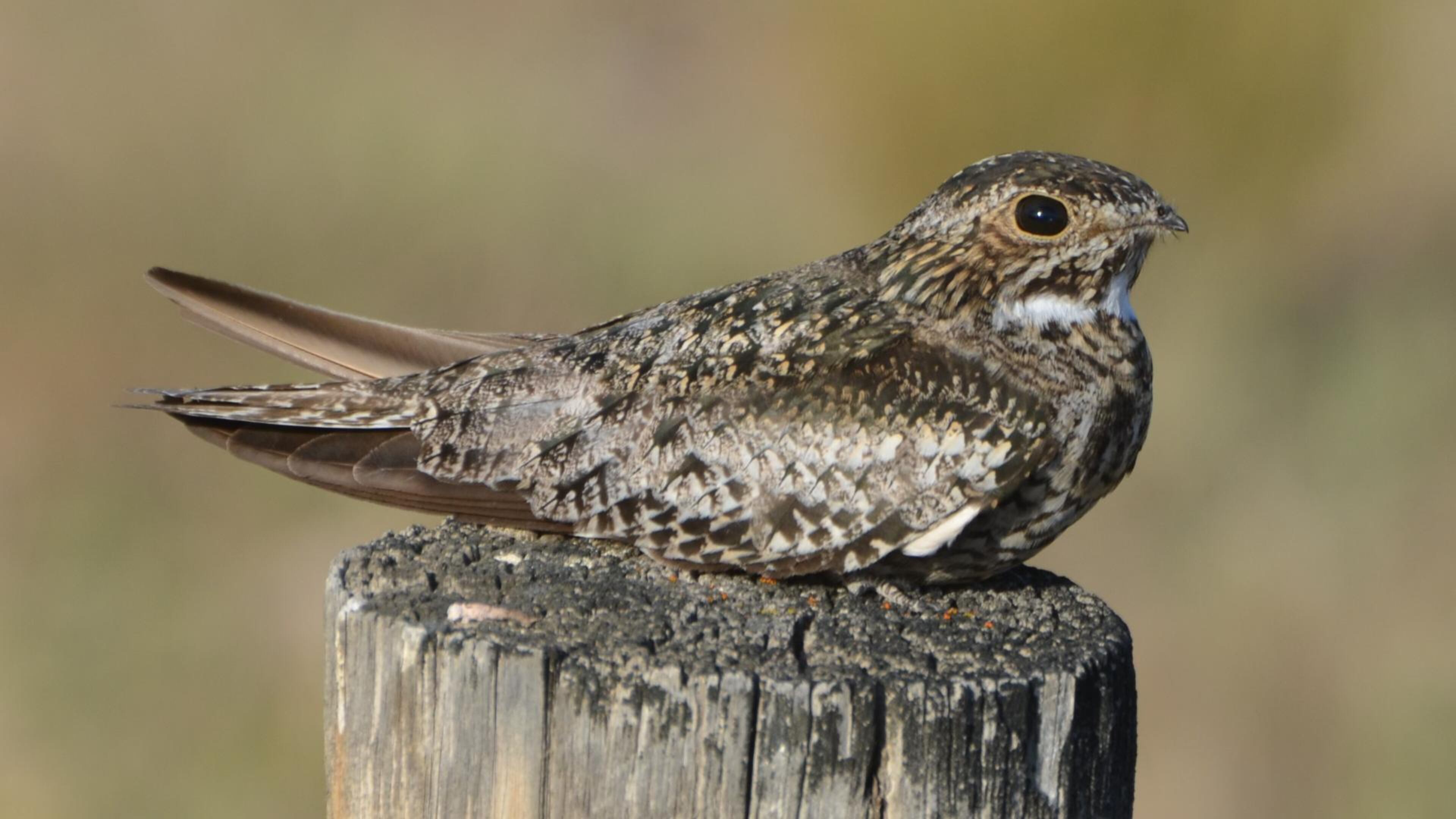 The common nighthawk, which nests throughout Georgia during spring and summer, may travel as far as 6,000 miles during fall migration to winter grounds in Argentina.
Courtesy of Andy Reago / Creative Commons