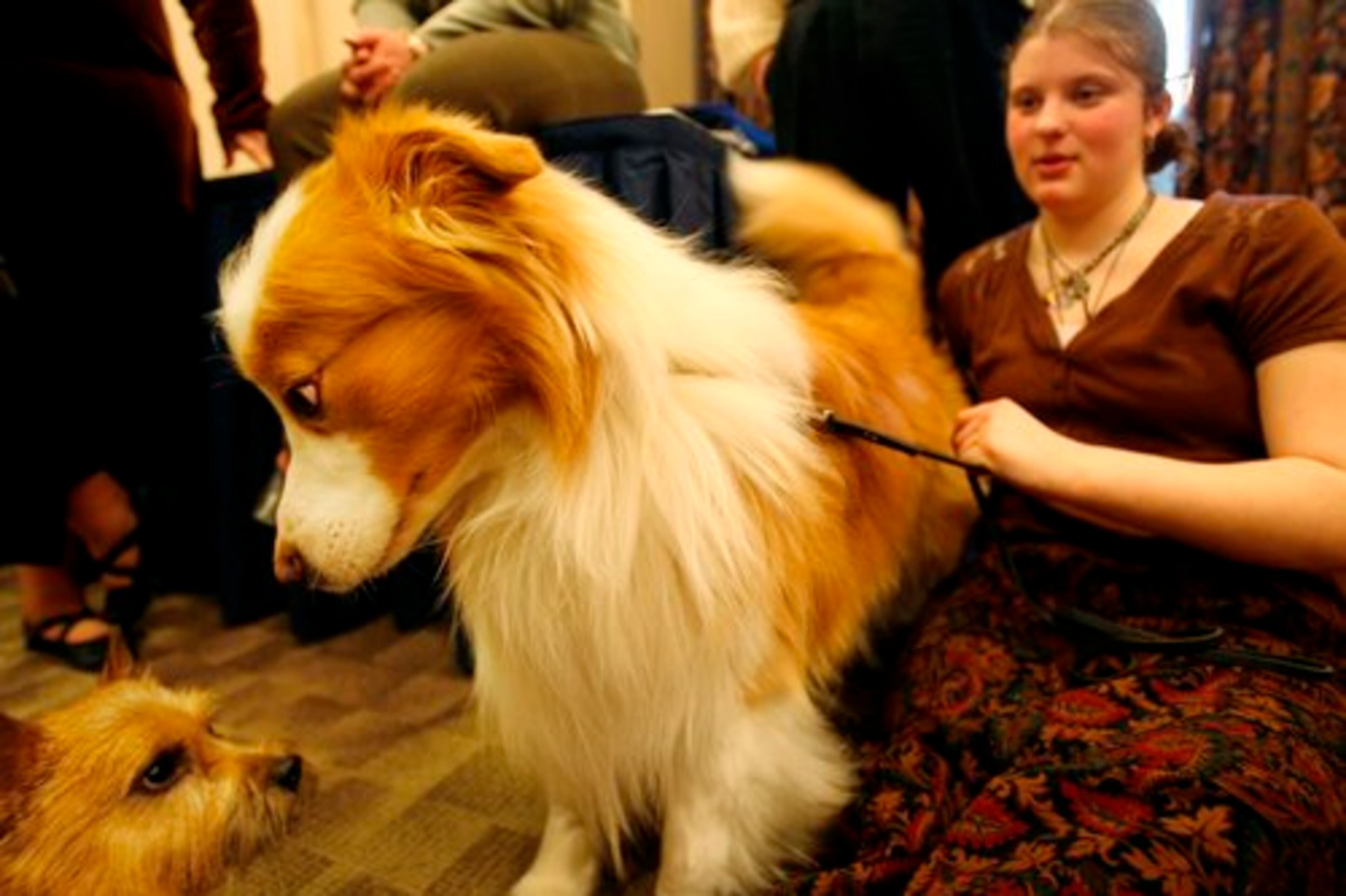 Elsewhere at last week's press conference, handler Stacy Carver (right) holds onto Brendan, a border collie, as he faces off with a Norwich terrier named Charlie (left).