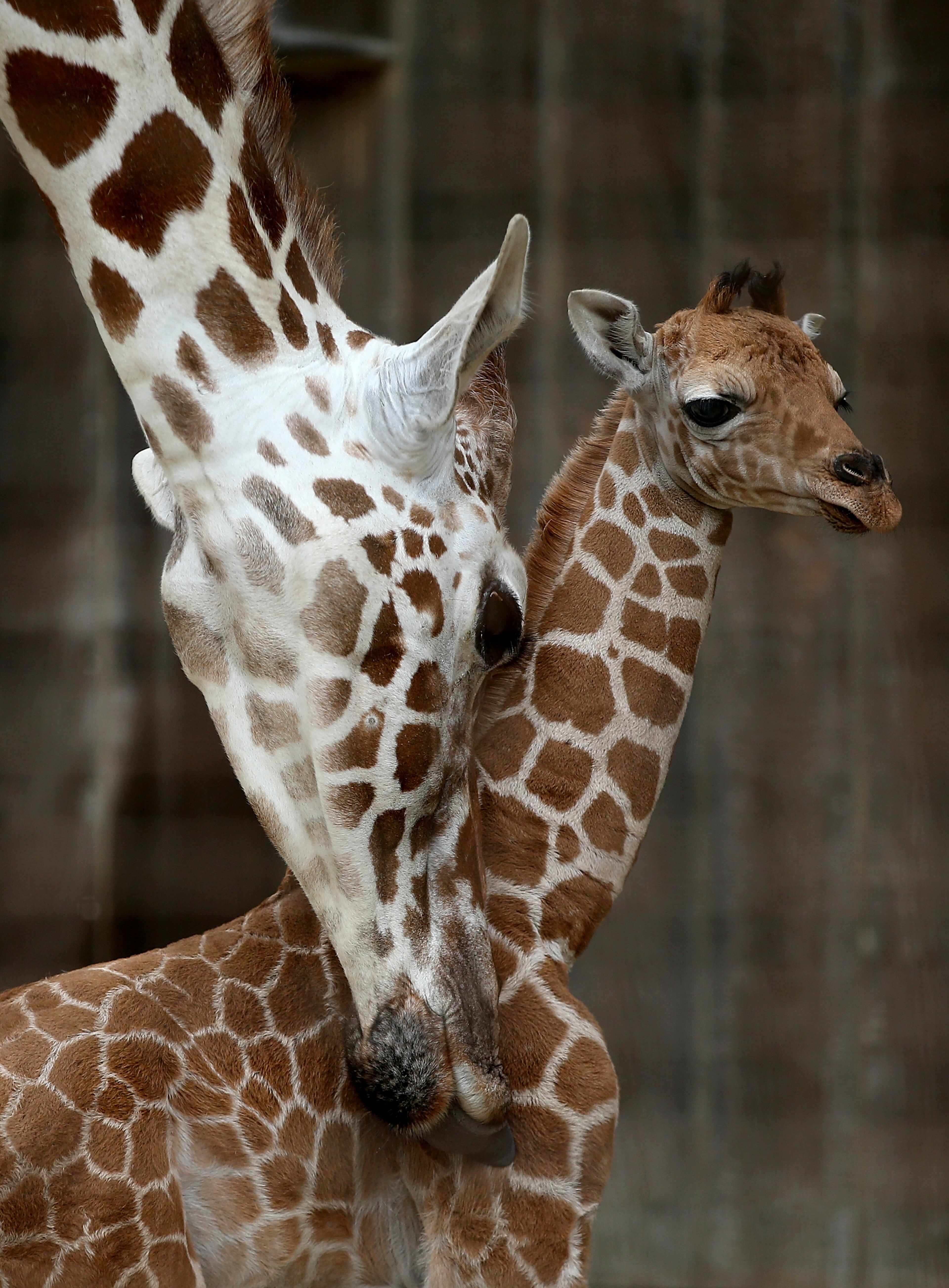 SAN FRANCISCO, CA - AUGUST 29: Bititi (L), an eleven year-old giraffe, brushes against its newborn calf at the San Francisco Zoo on August 29, 2014 in San Francisco, California. The San Francisco Zoo is welcoming a newborn male giraffe that was born on Tuesday, August 26 with a twin that died two days later. (Photo by Justin Sullivan/Getty Images)