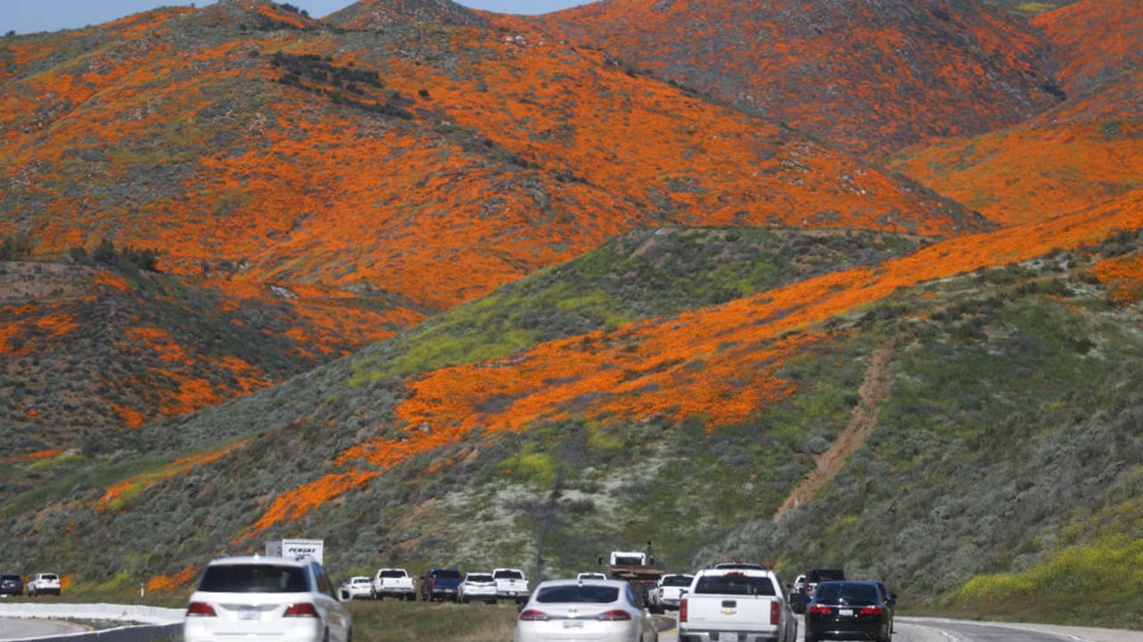 Cars travel on I-15 as a super bloom of wild poppies blankets the hills of Walker Canyon on March 12, 2019 near Lake Elsinore, California. Heavier than normal winter rains in California have caused a super bloom of wildflowers around the state.