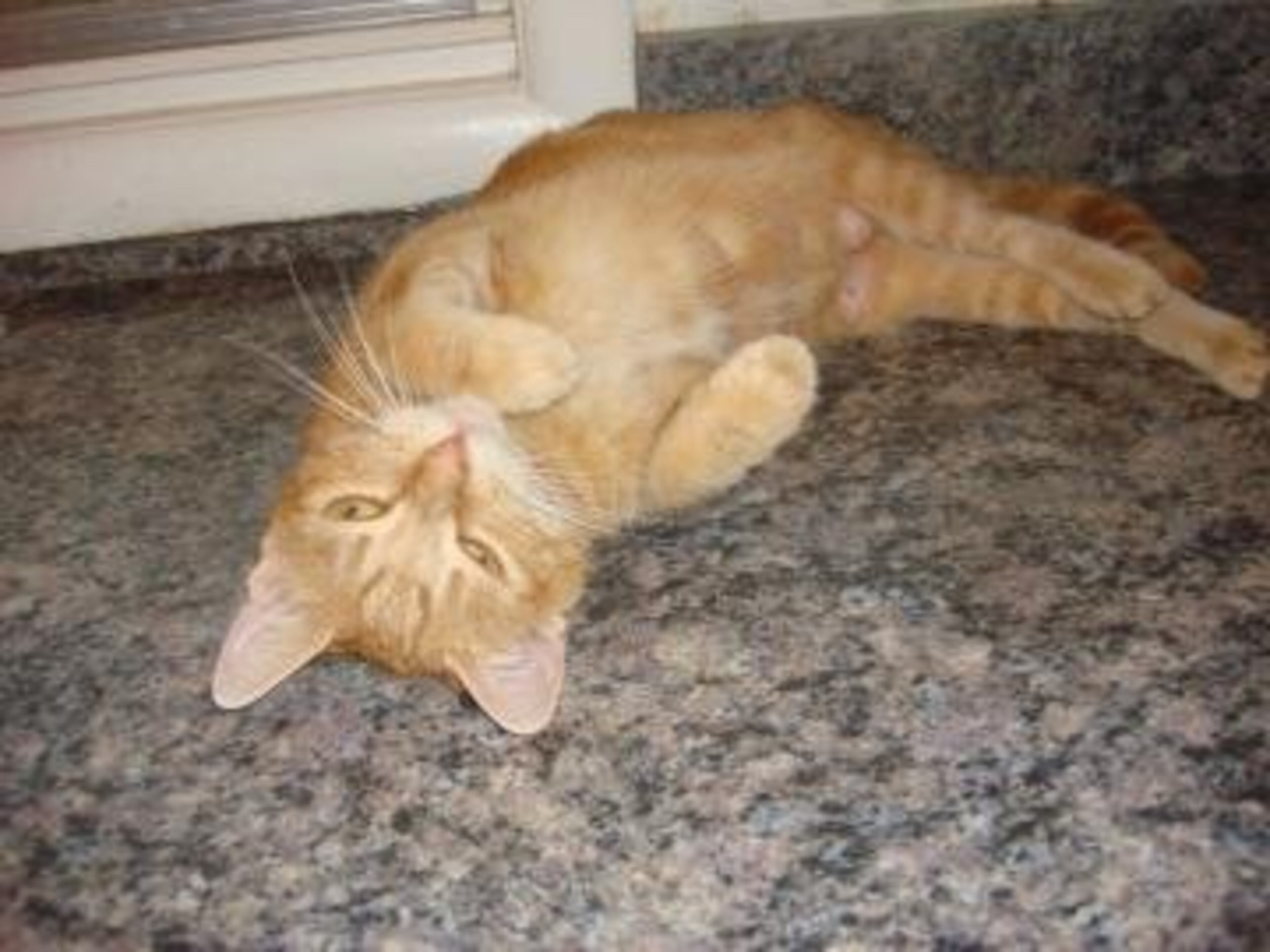 Pumpkin is a 1-year-old male spayed female domestic shorthair. Her animal ID# is A06002303. Pumpkin is a sweet cat who was brought to the shelter with her four adorable kittens. Her kittens have all gotten adopted and now it's her turn. She does well with children and other cats, so come in and make Pumpkin a part of your family today!