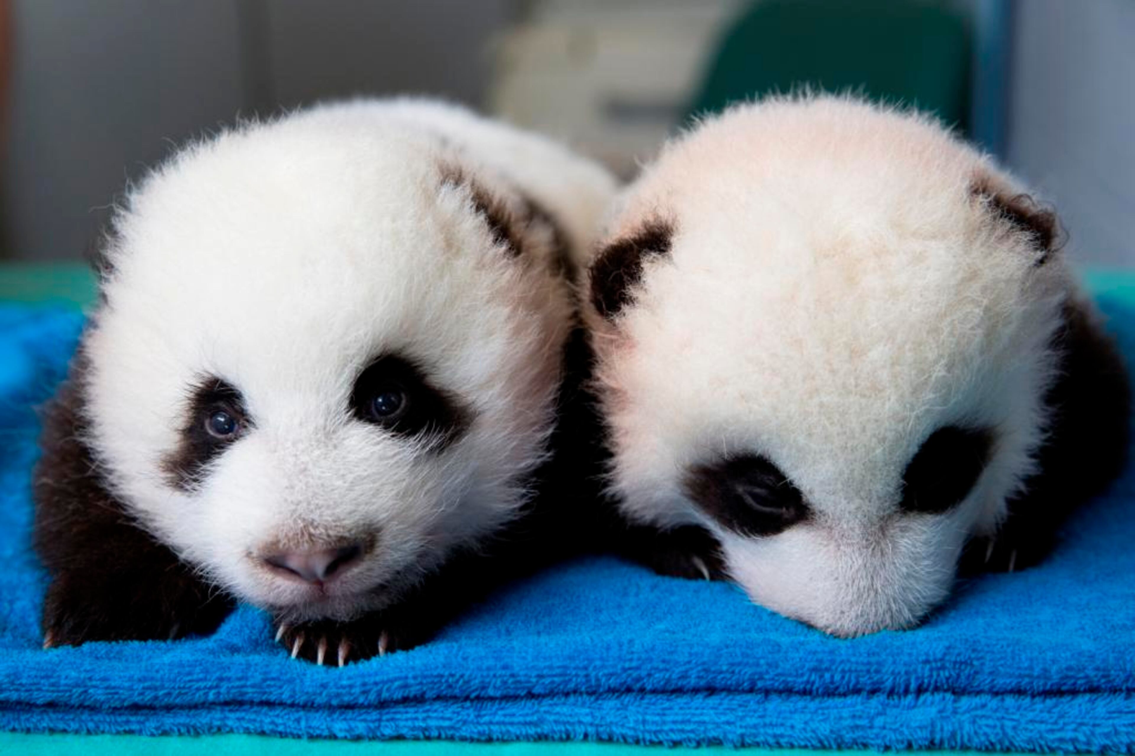 Finally, the city’s most celebrated twosome arrived on July 15, when Lun Lun the giant panda gave birth to the only surviving set of twins ever born in the U.S. The cubs, which will go on exhibit in late fall, have once again drawn the world’s attention to PandaCam presented by EarthCam, where their milestones may be seen live 24 hours a day, seven days a week.