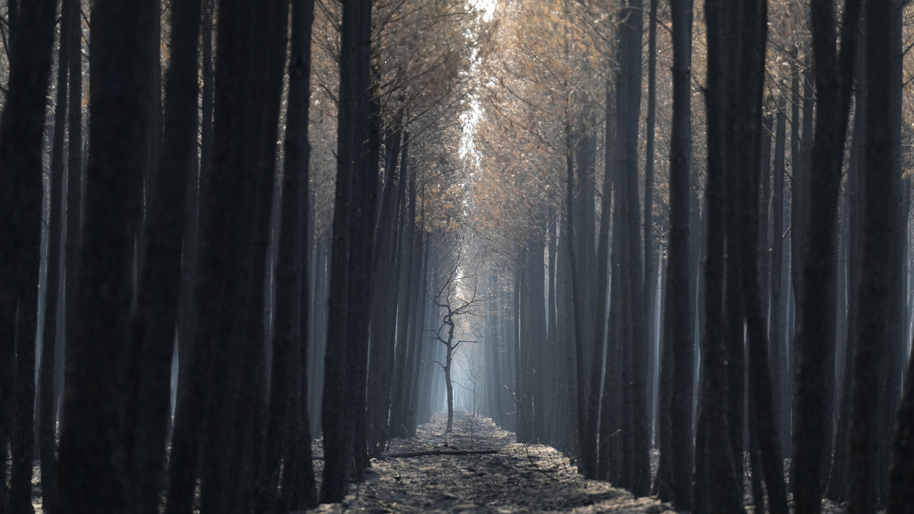 The light flows through a charred forest near Ares, during wildfires in southwestern France, Thursday, July 30, 2026. (AP Photo/Baz Ratner)