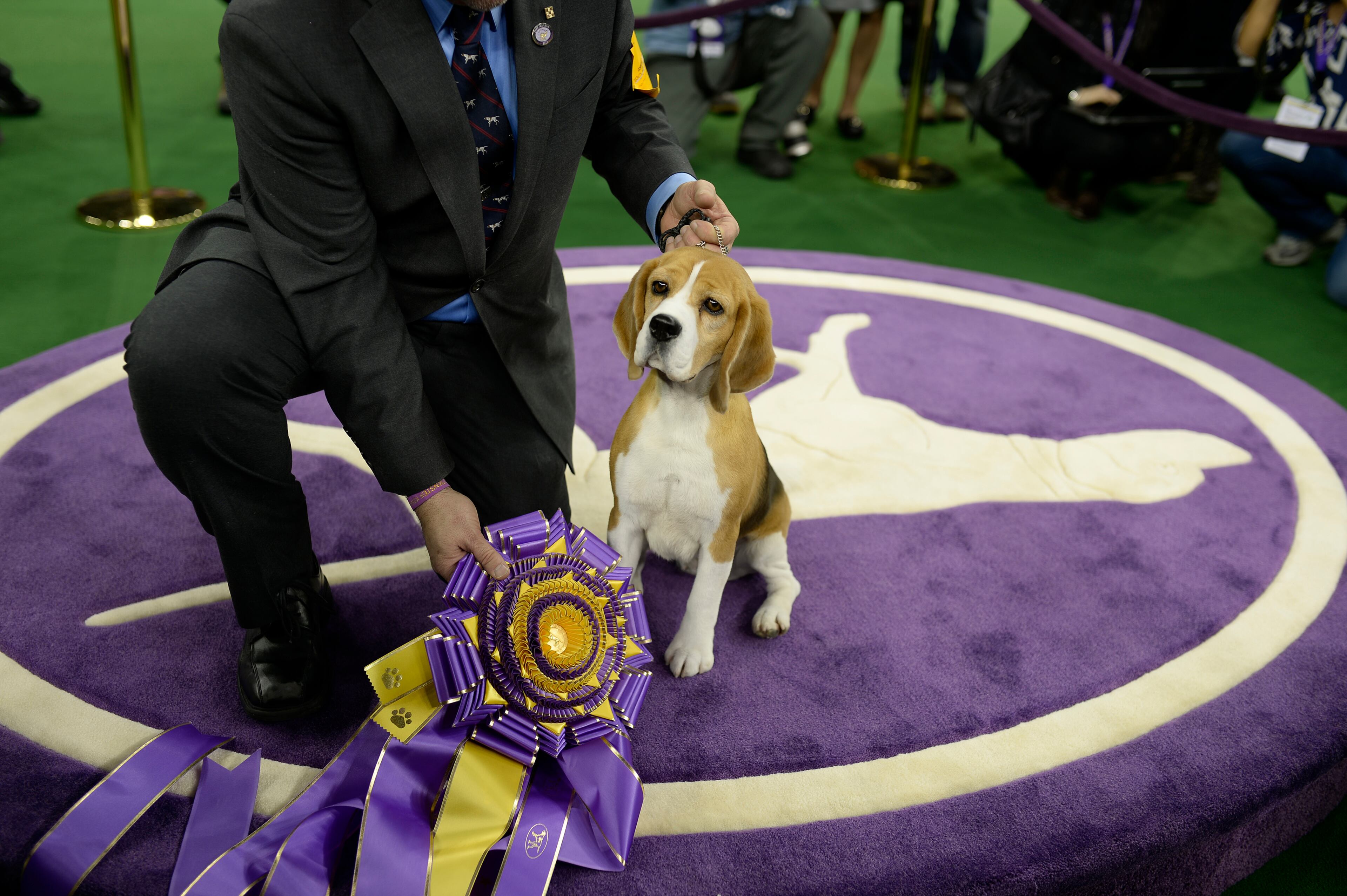 THE WESTMINSTER KENNEL CLUB DOG SHOW -- "The 139th Annual Westminster Kennel Club Dog Show" at Madison Square Garden in New York City on Tuesday, February 17, 2015 -- Pictured: Best in Show, Miss P the 15" Beagle -- (Photo by: Dave Kotinsky/USA Network/NBCU Photo Bank via Getty Images)