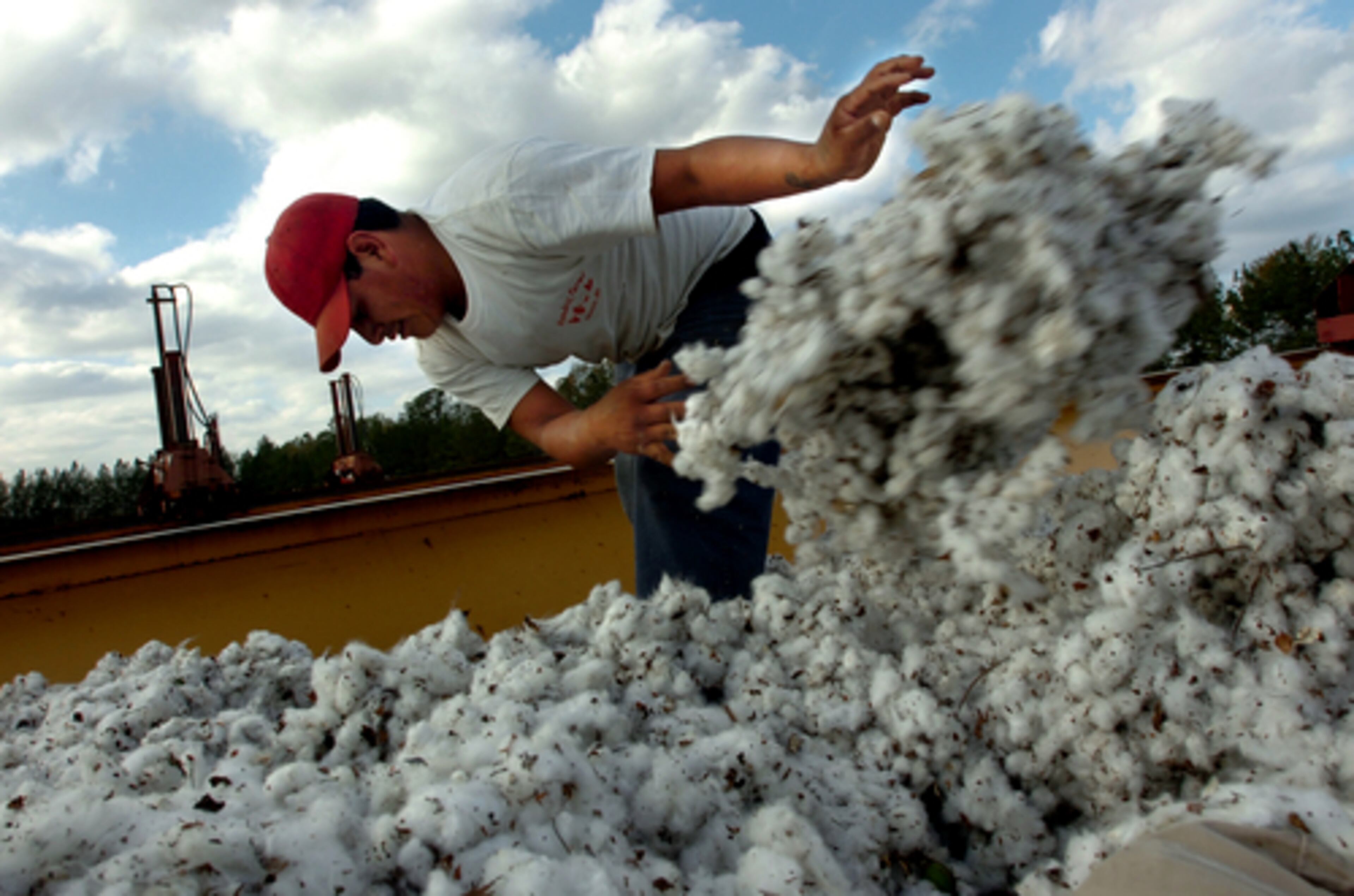 Fransisco Ramos works at Hendrix Farms. Cotton, again, is the state's top crop worth a half-billion dollars.