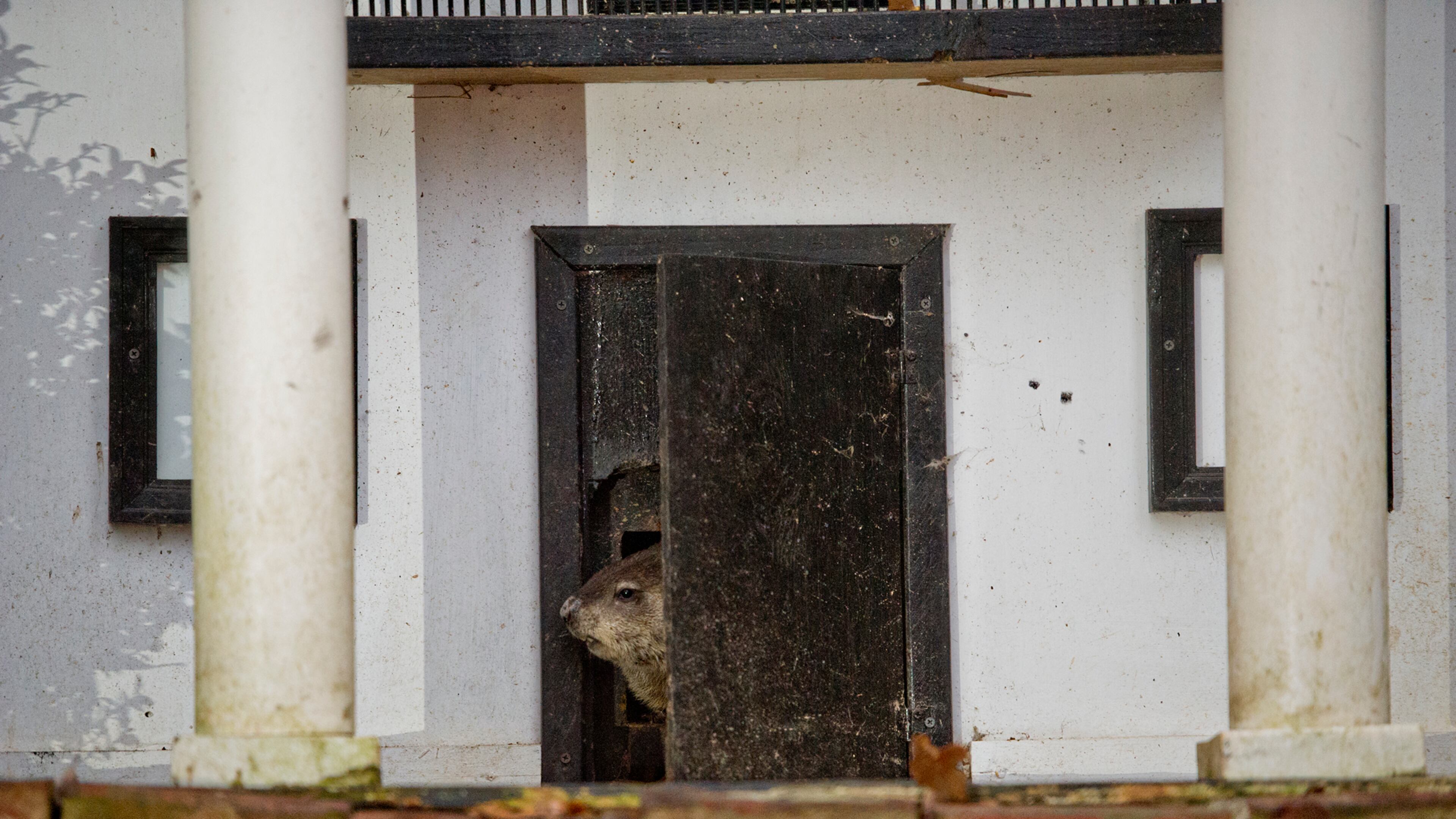 General Beauregard Lee pokes his head out of the front door to his enclosure at the Yellow River Game Ranch in Lilburn on Sunday, February 2, 2014.