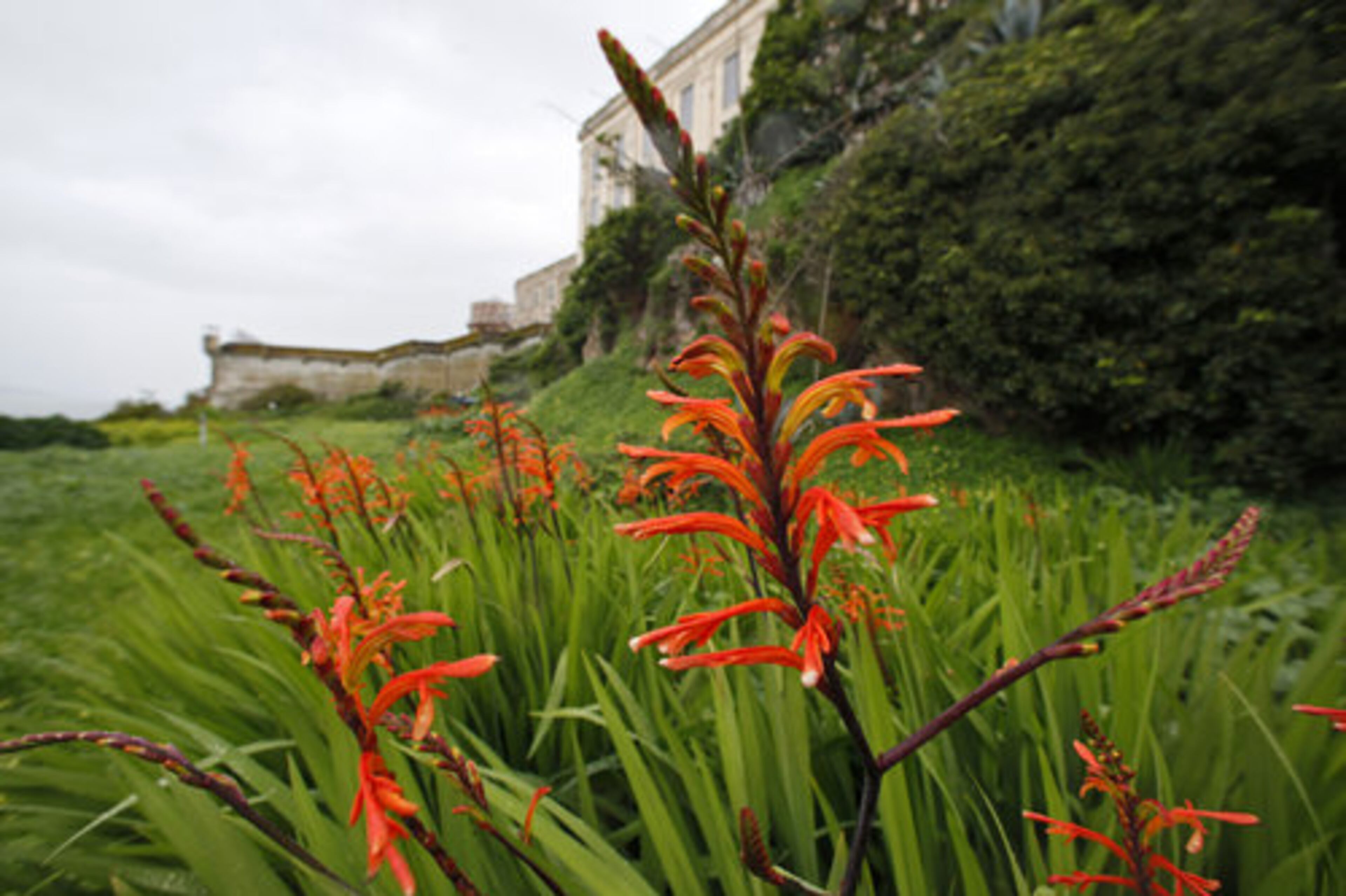 A chasmanthe flower is shown in the gardens below the main cellhouse on Alcatraz Island in San Francisco.