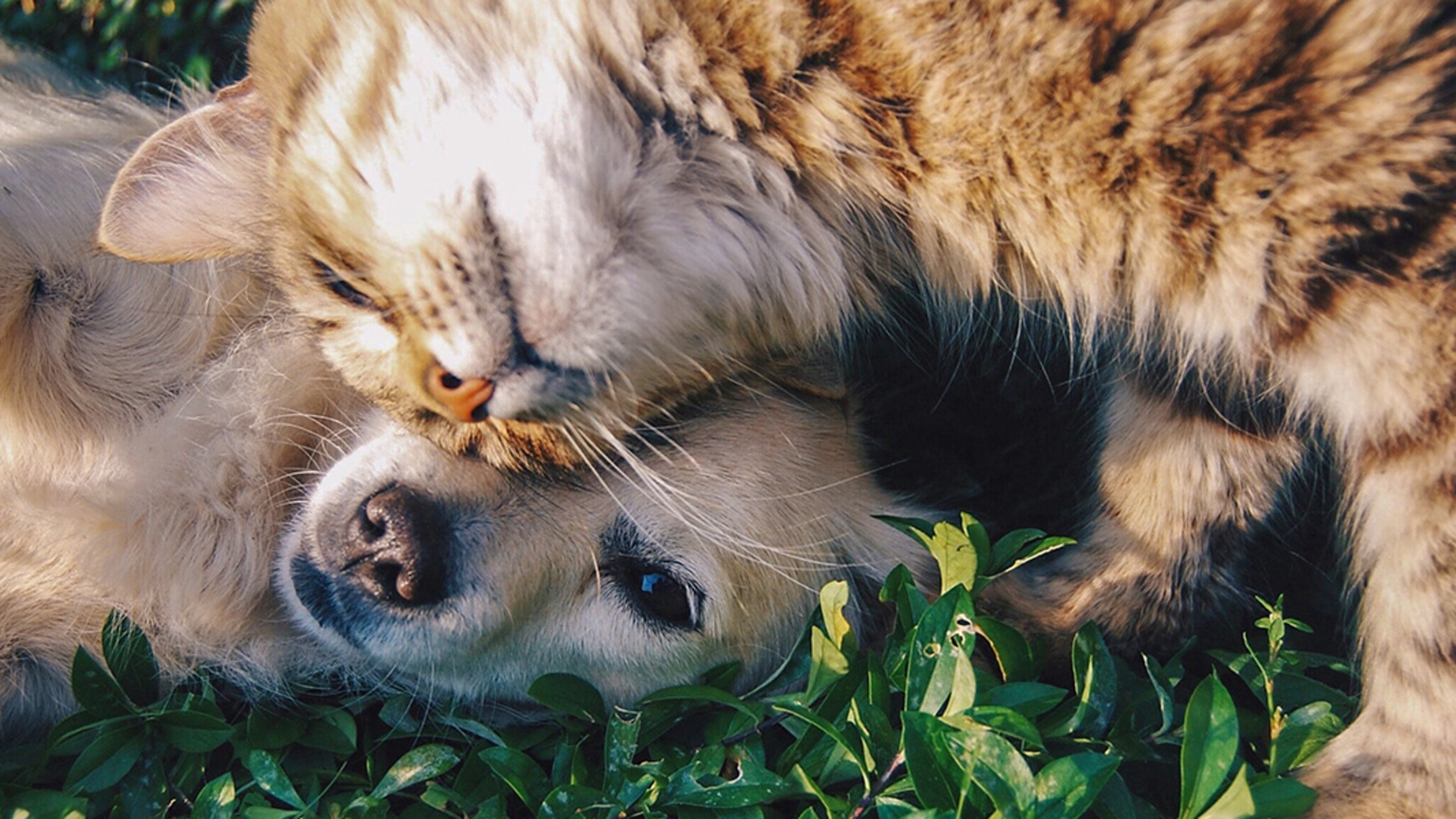 Cobb County Animal Services and PetHub.com are offering a new way to track lost pets with an updated ID tag.