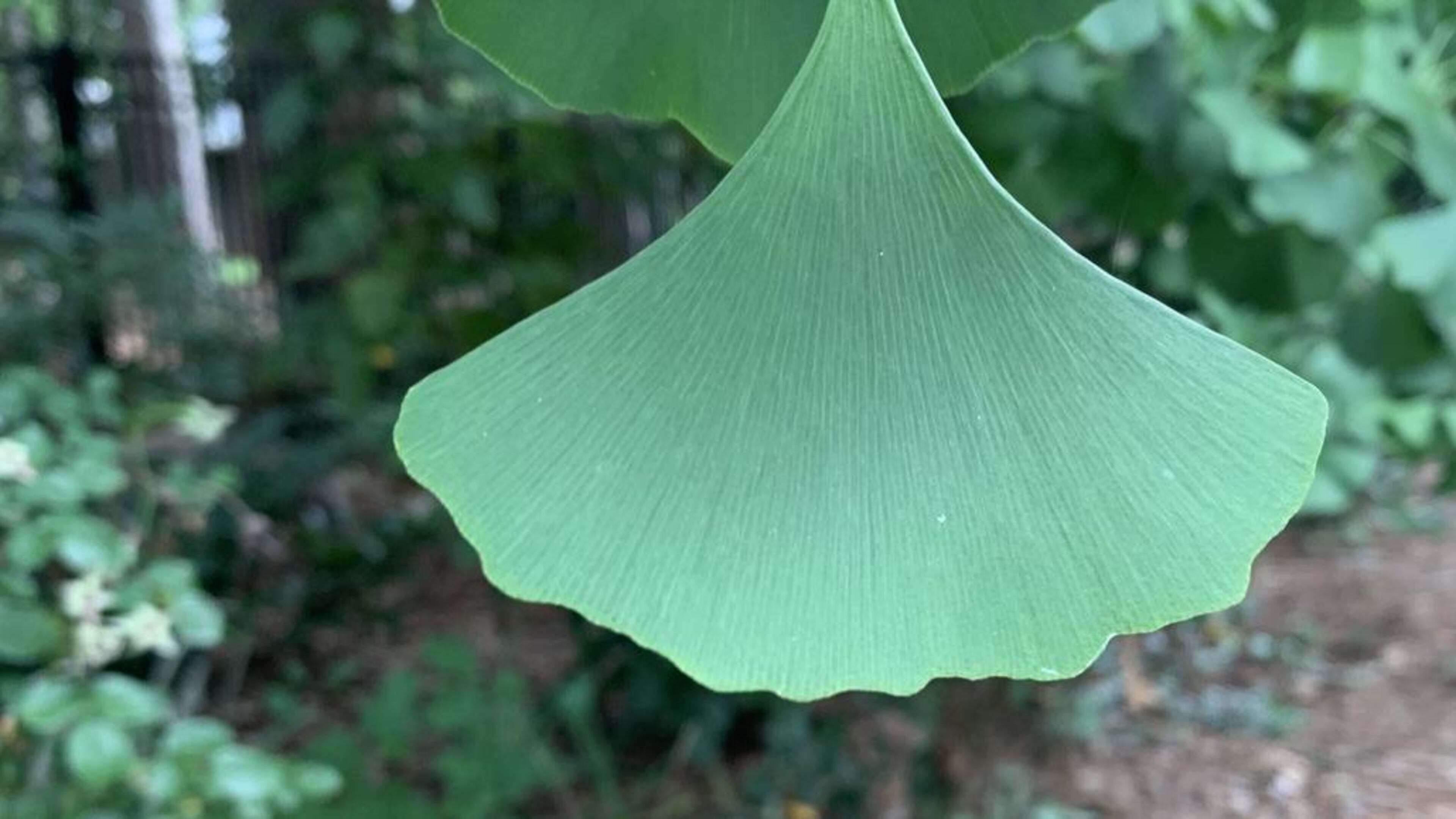 Ginkgo leaves are distinctively shaped. The tree itself is ancient: Fossils date to 270 million years ago. CONTRIBUTED BY WALTER REEVES
