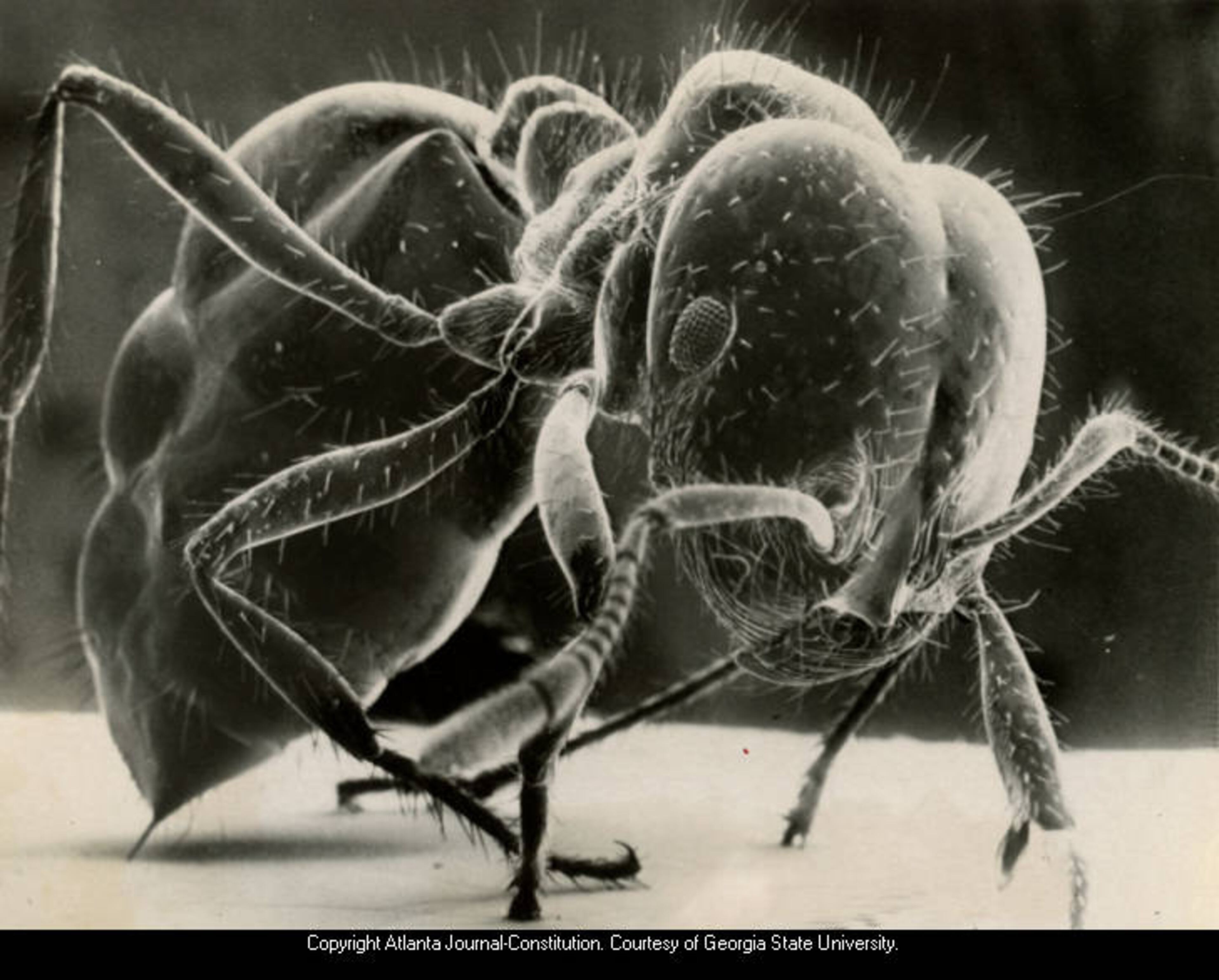 1977 -- “Solenopsis Invicta was first found in the U.S. in the 1940s -- in Mobile, Alabama.” That’s the original photo caption, which is a fancy way of saying you’re looking at a super close-up of that spring and summer mega-pest, the fire ant. AJC PHOTO ARCHIVES