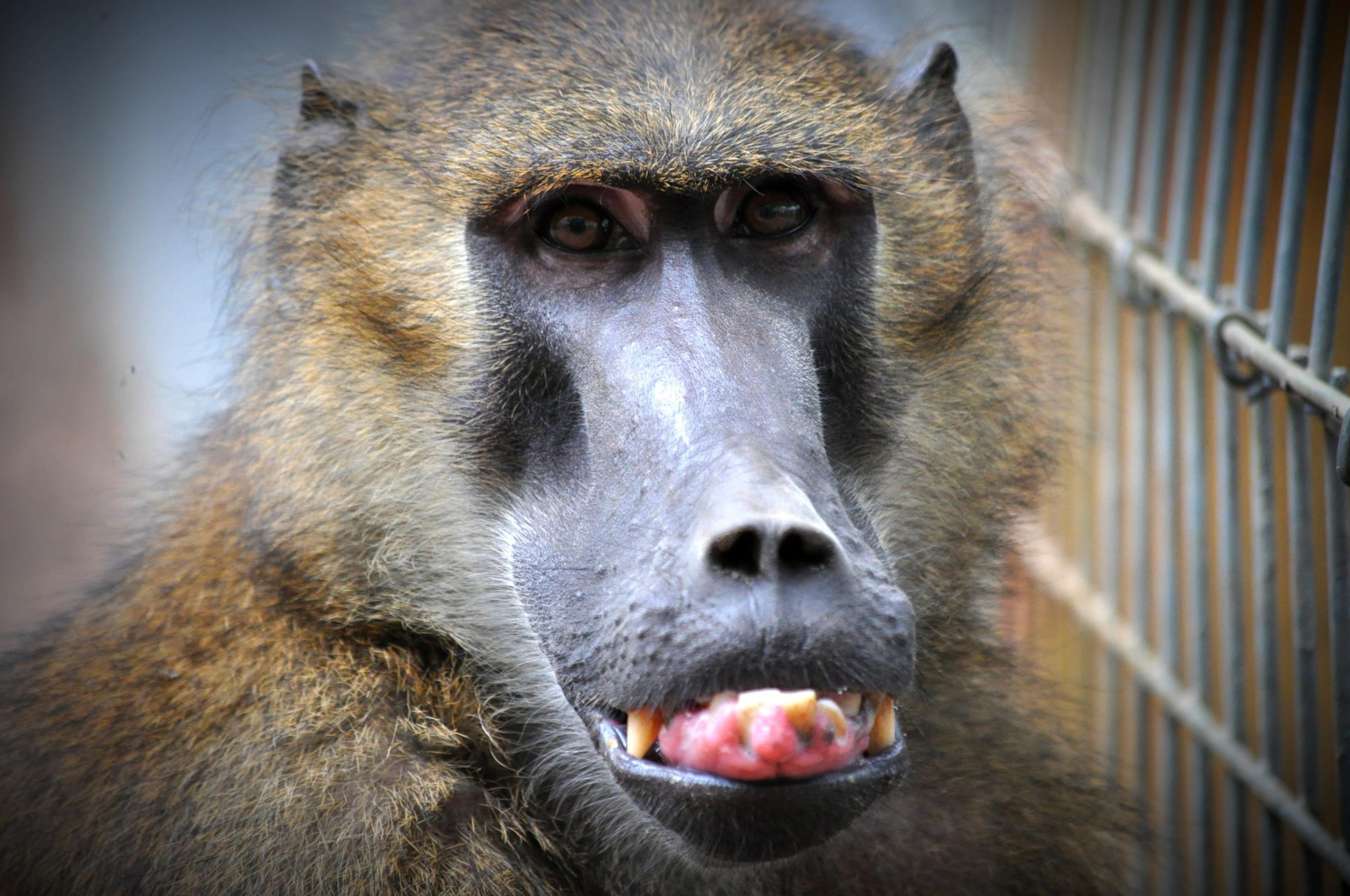 "All of Noah's Ark's animals are rescued in one form or another," Allison Hedgecoth from Noah's Ark Sanctuary told Nelson's News.