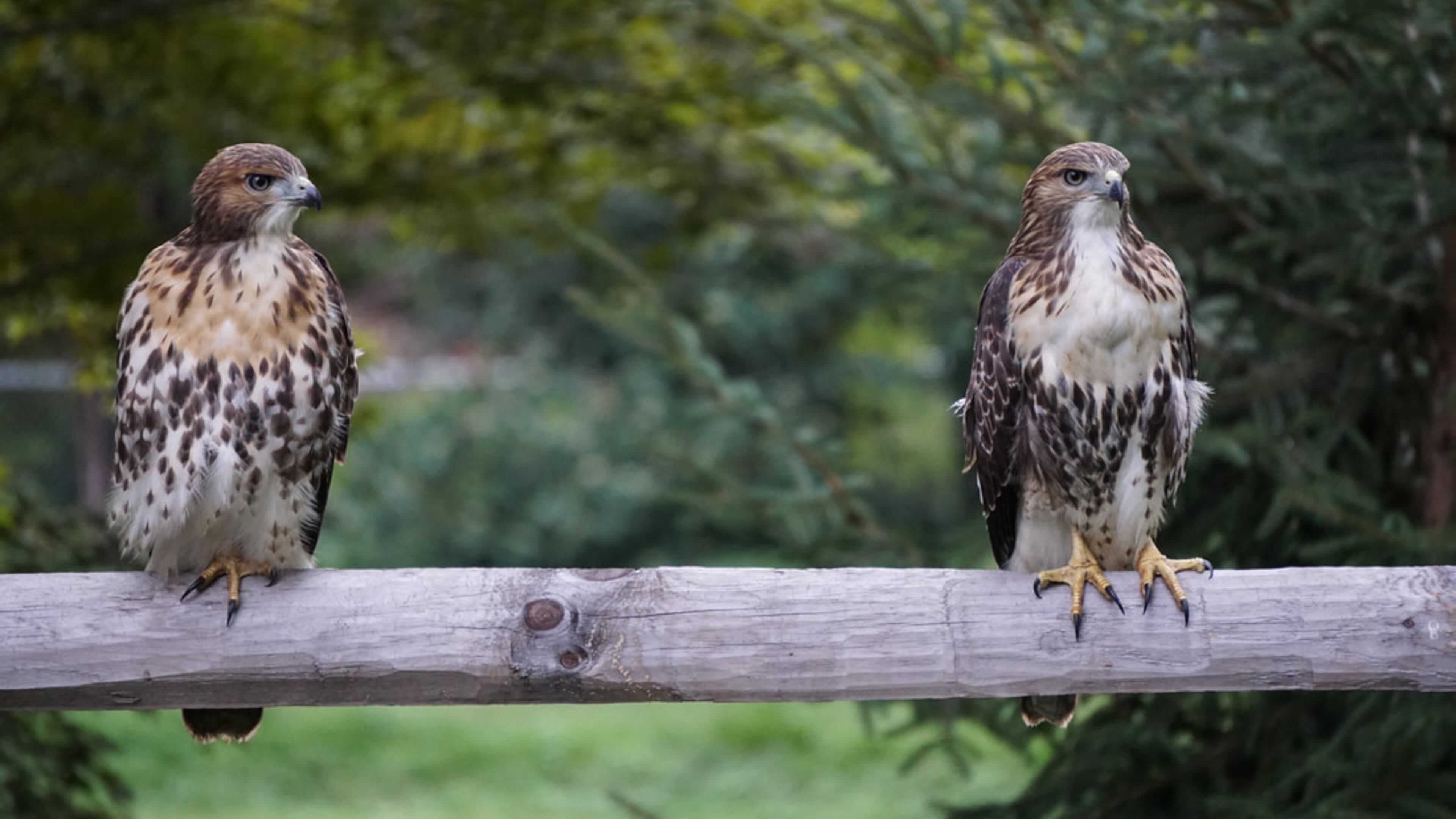 Red-tailed Hawks by Sheryl Rubin, Audubon Photography Awards