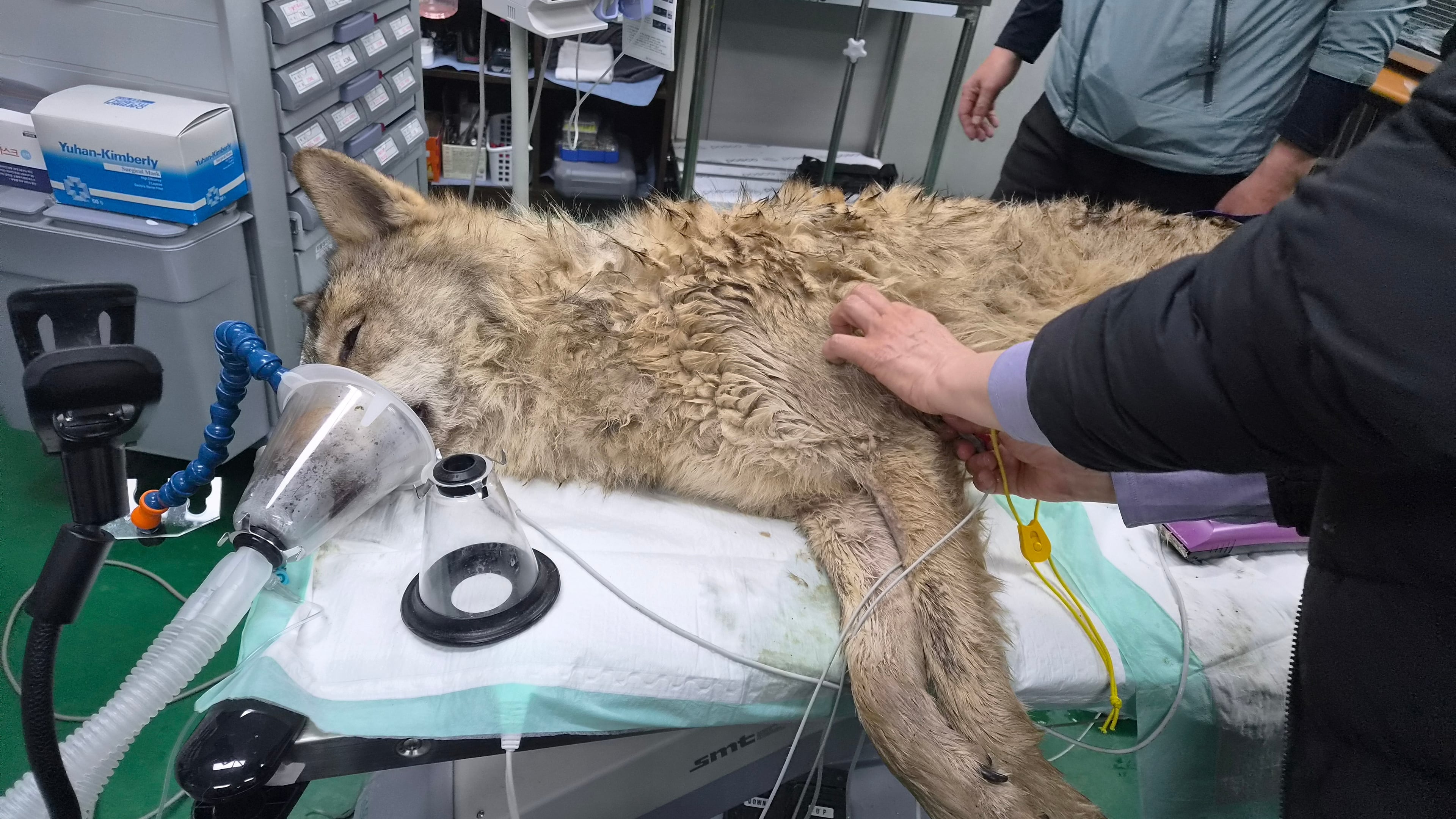 In this photo provided by Daejeon Municipality, a veterinarian examines the condition of the male wolf, named Neukgu, at Daejeon O-World theme park in Daejeon, South Korea, Friday, April 17, 2026. (Daejeon Municipality via AP)