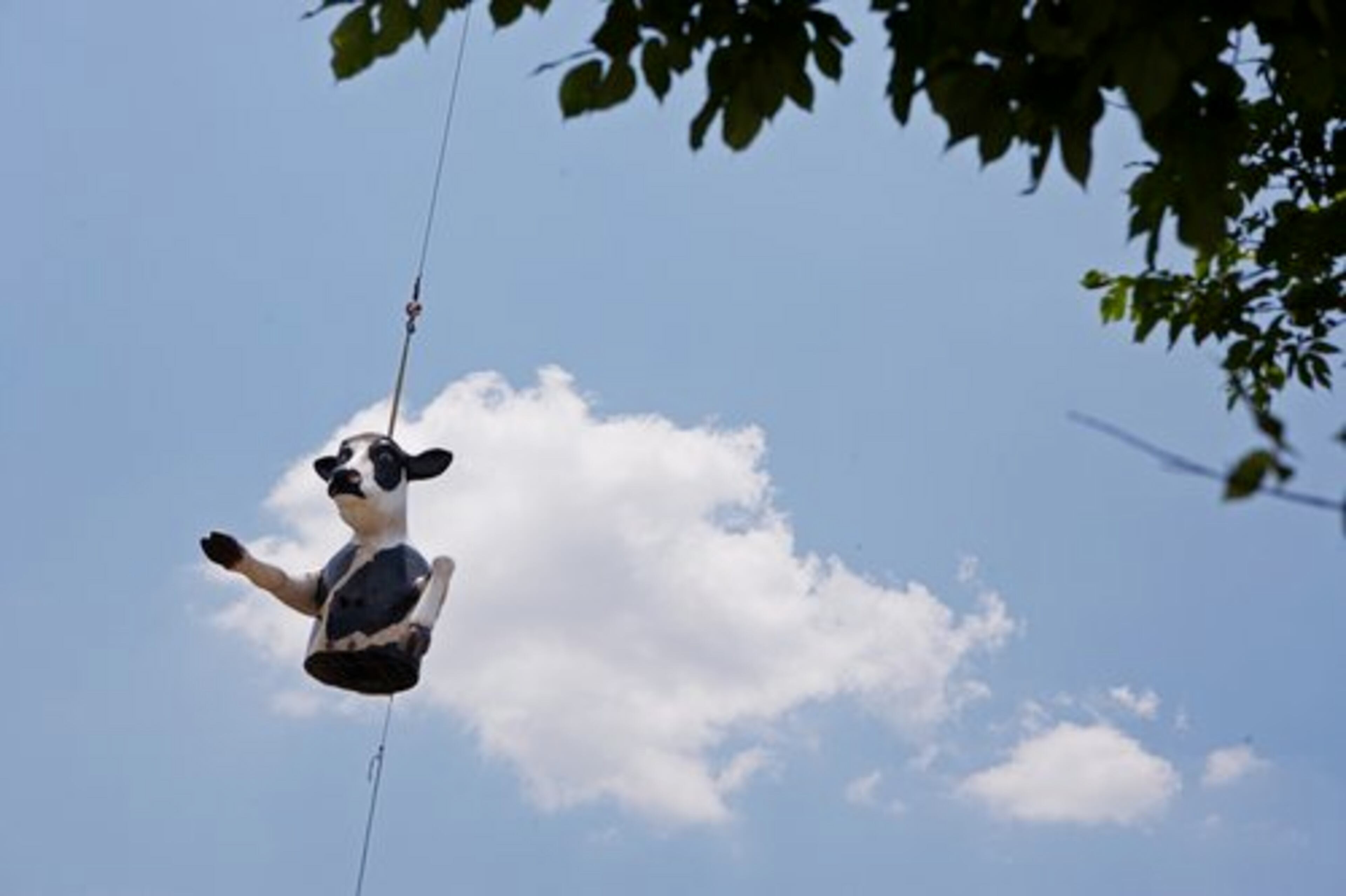 The oversized bovine gets airborne ...