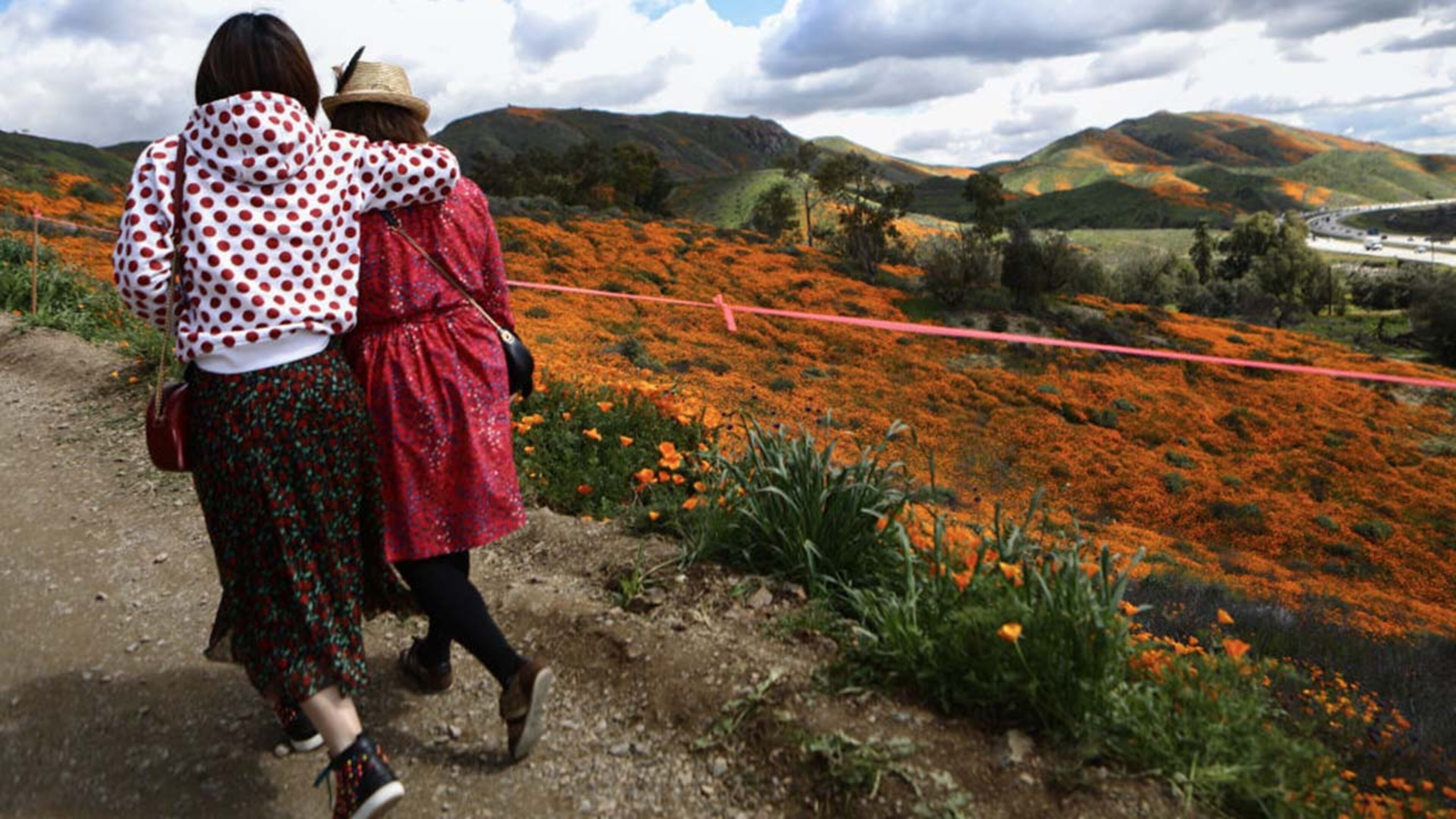 People visit a super bloom of wild poppies blanketing the hills of Walker Canyon on March 12, 2019 near Lake Elsinore, California. Heavier than normal winter rains in California have caused a super bloom of wildflowers in various places around the state.