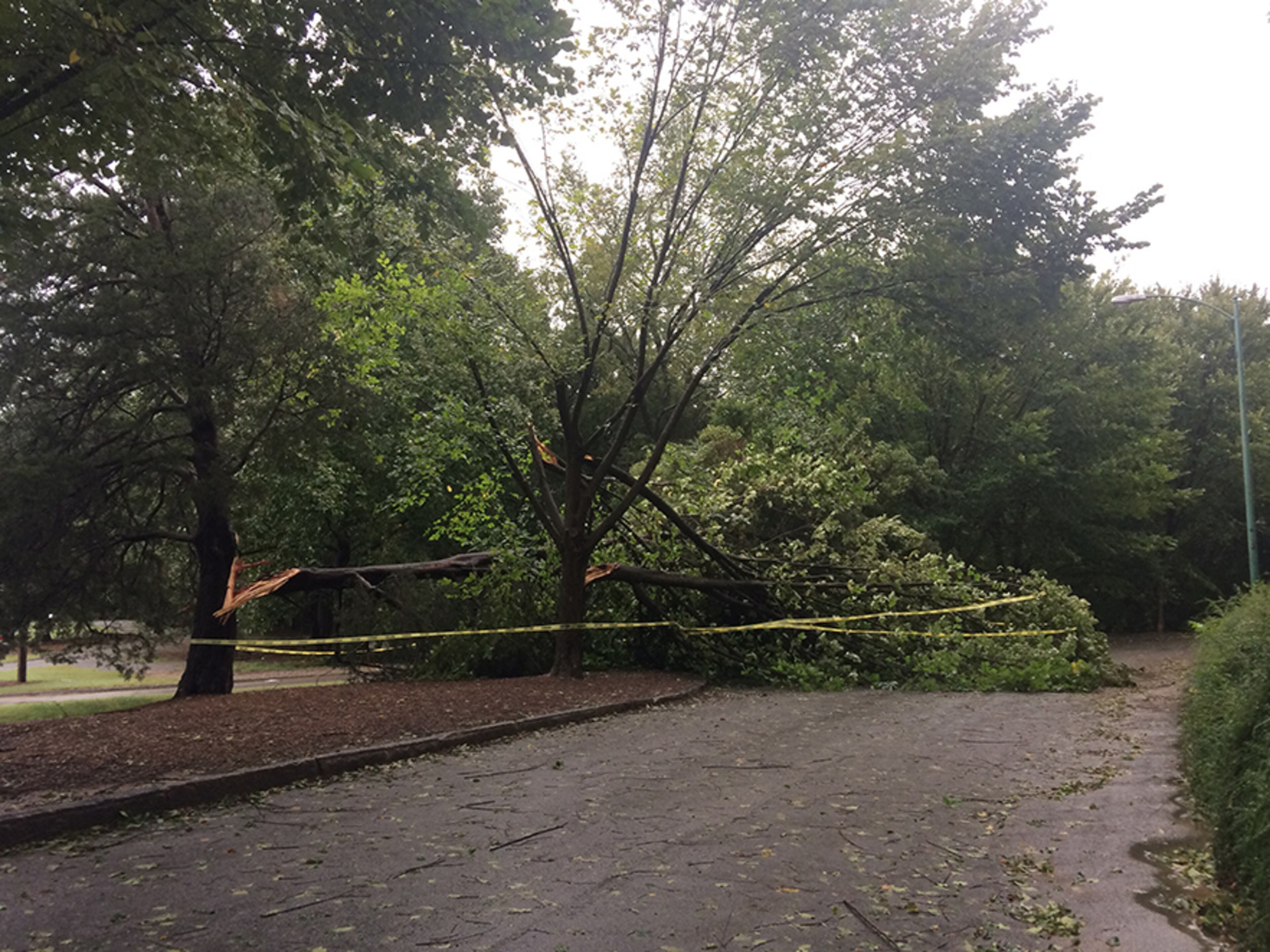 Atlanta: A tree split inside Piedmont Park along the Active Oval near 12th Street gate at Piedmont Avenue. Crews across the region have begun the cleanup left in Tropical Storm Irma's destructive path.