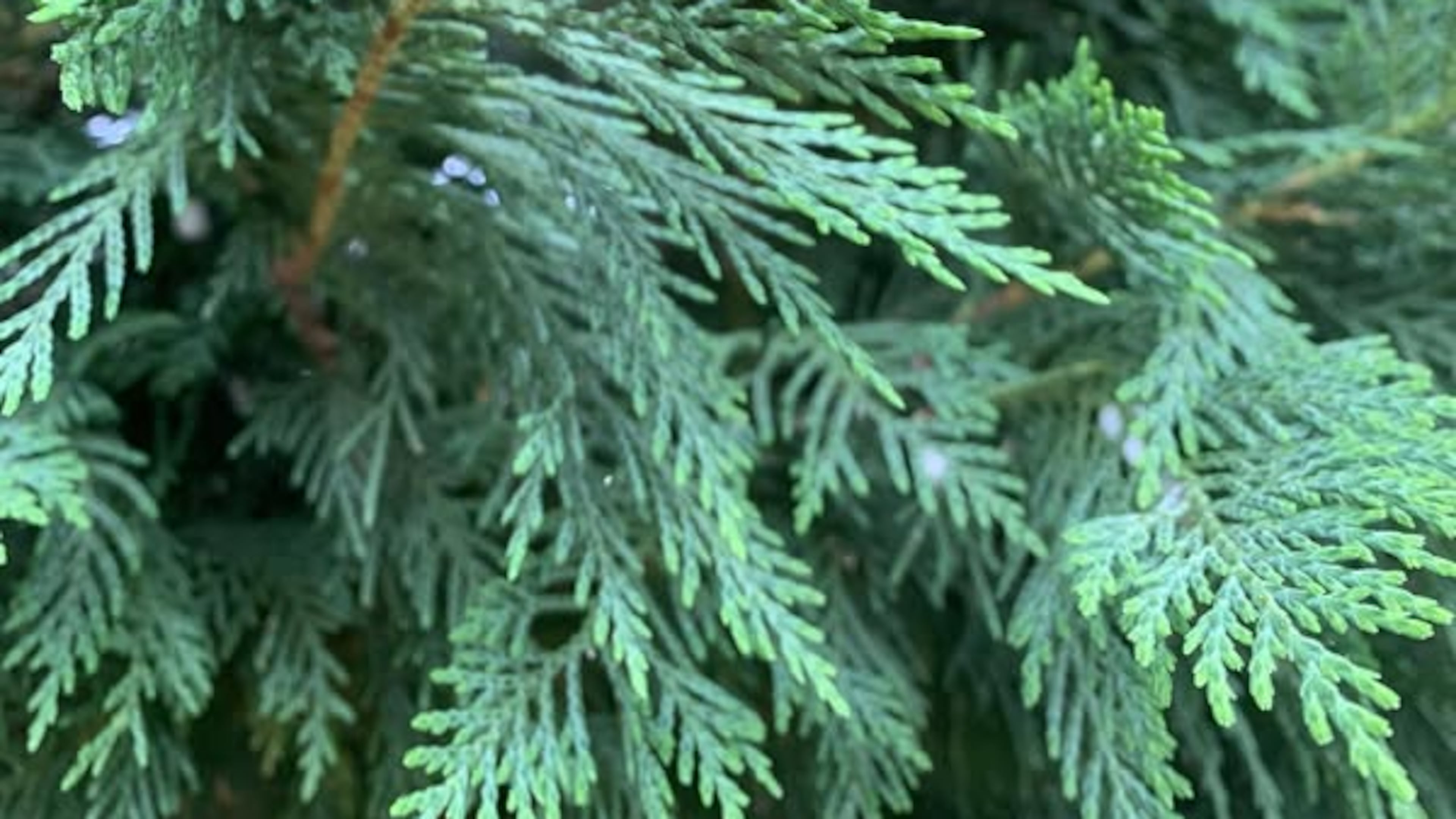 Spittlebug nymphs on trees, shrubs and grass might look like hooligans have visited your landscape, but it's just small insects trying to survive. (Walter Reeves for the AJC)
