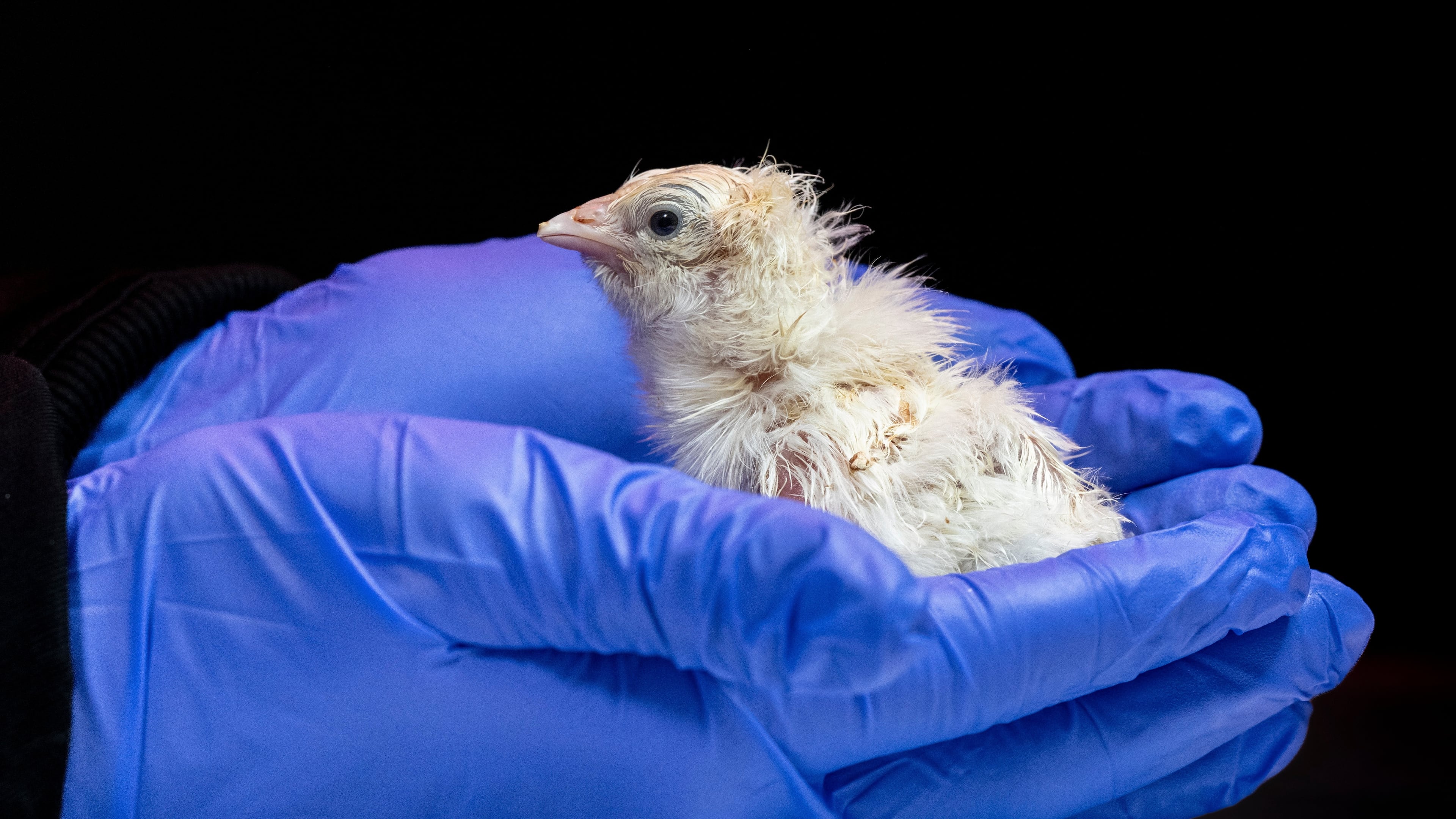 This undated photo provided by Colossal Biosciences shows a chick hatched from an artificial environment. (Colossal Biosciences via AP)