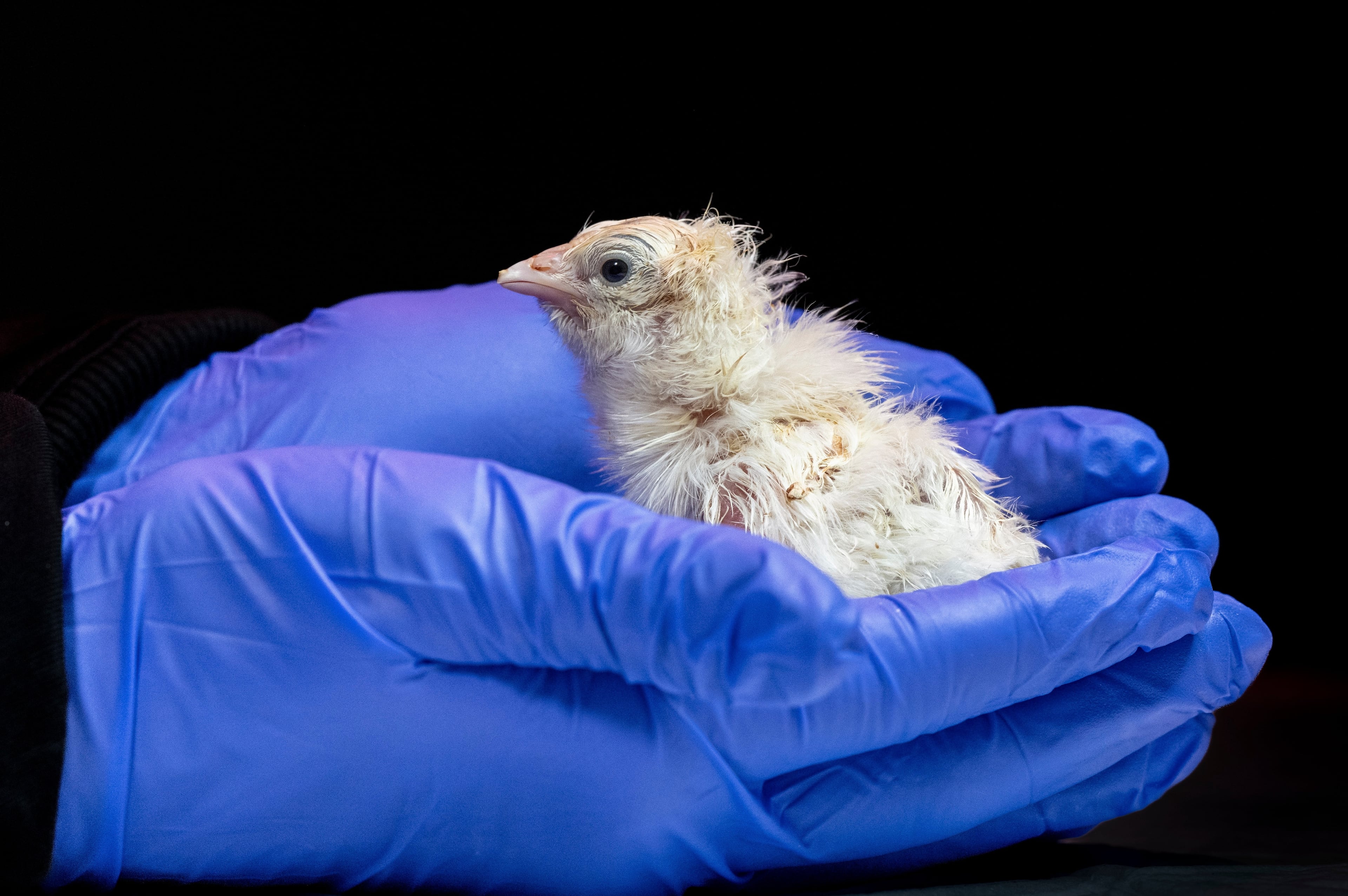 De-extinction Artificial Eggs