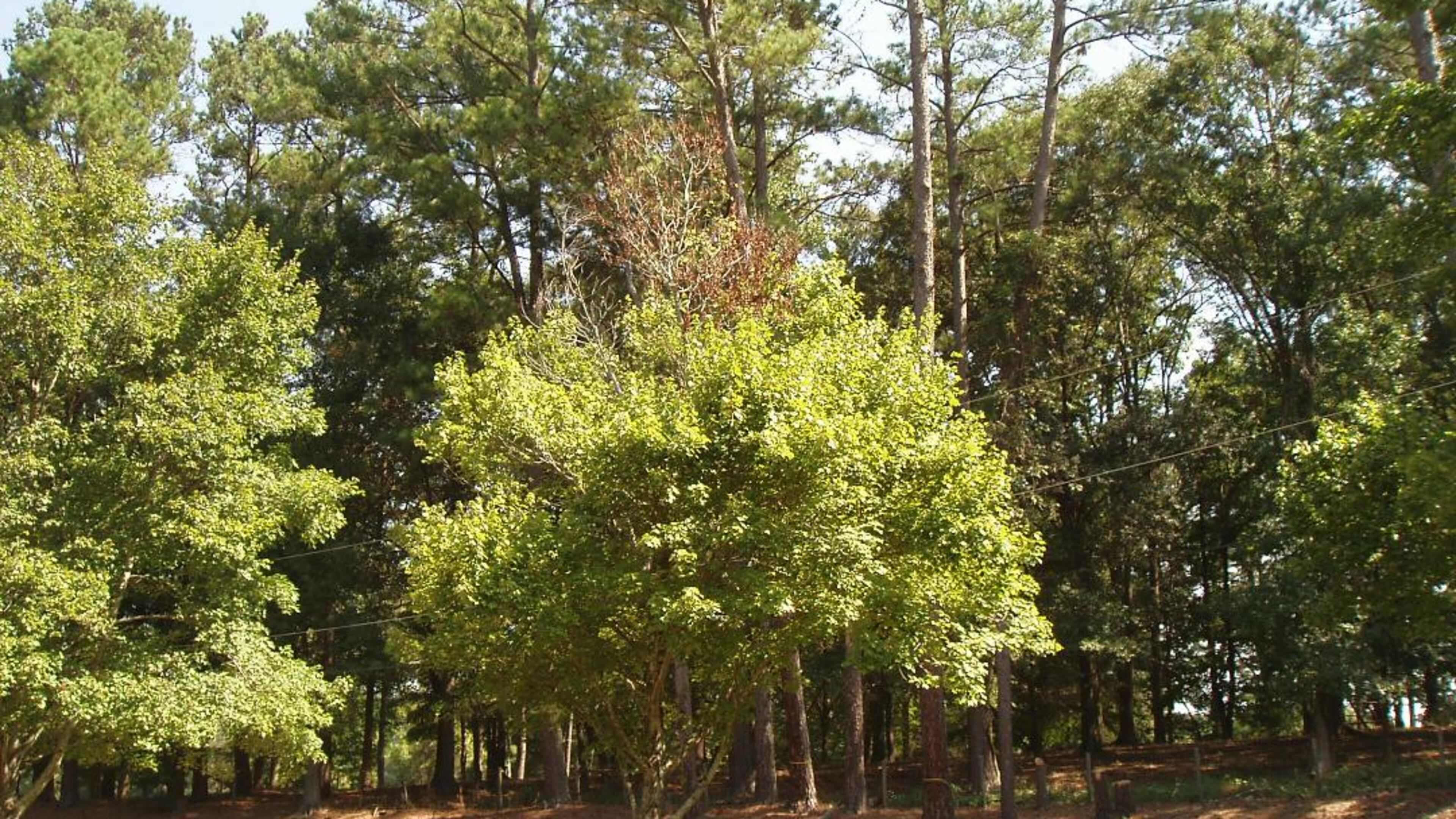 Red maples, like dogwoods,, have a relatively short life in modern suburban landscapes. The accumulated stresses of the urban environment usually cause decline.
Courtesy of Mike Twilling