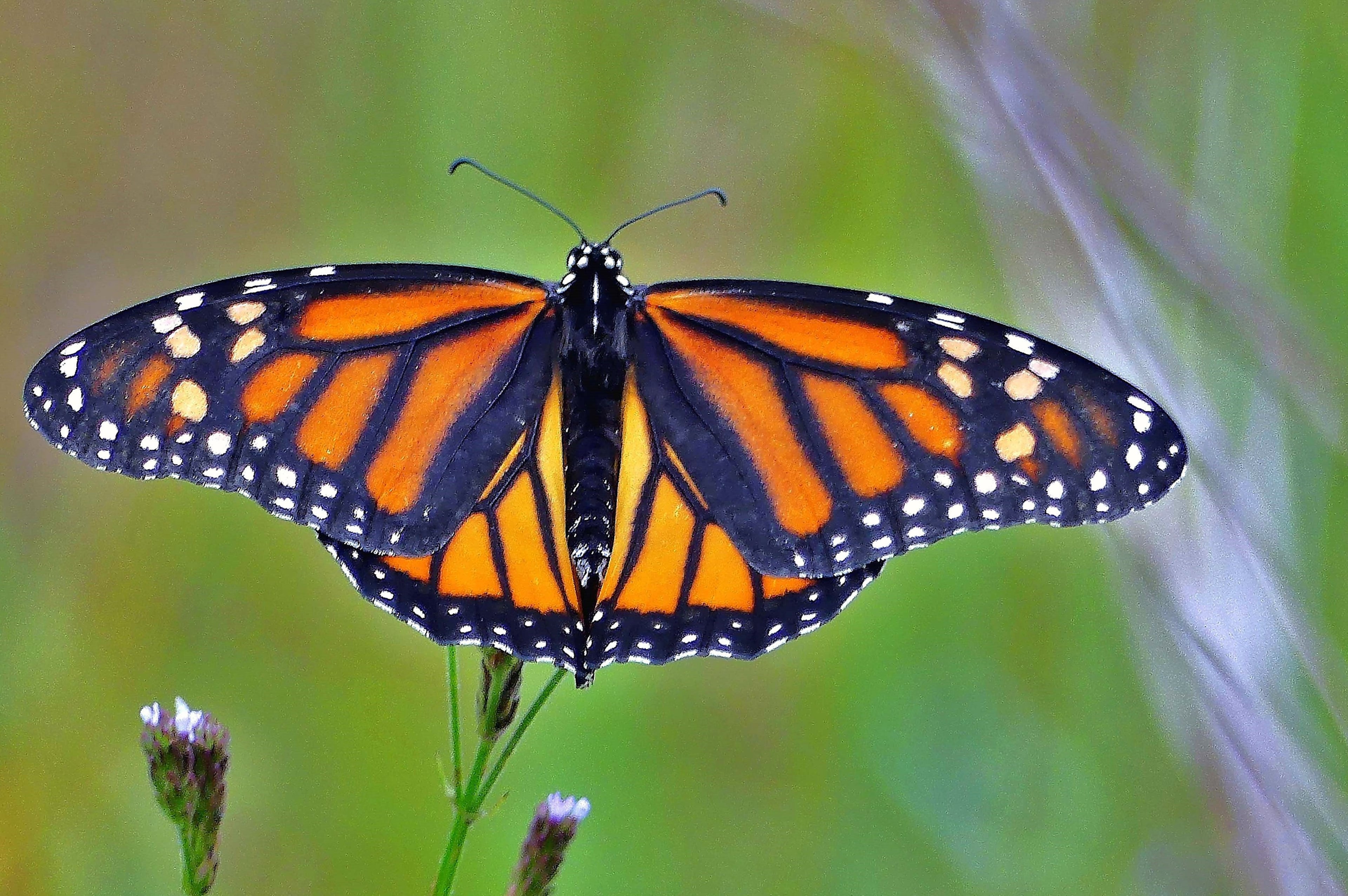 Monarch butterfly
