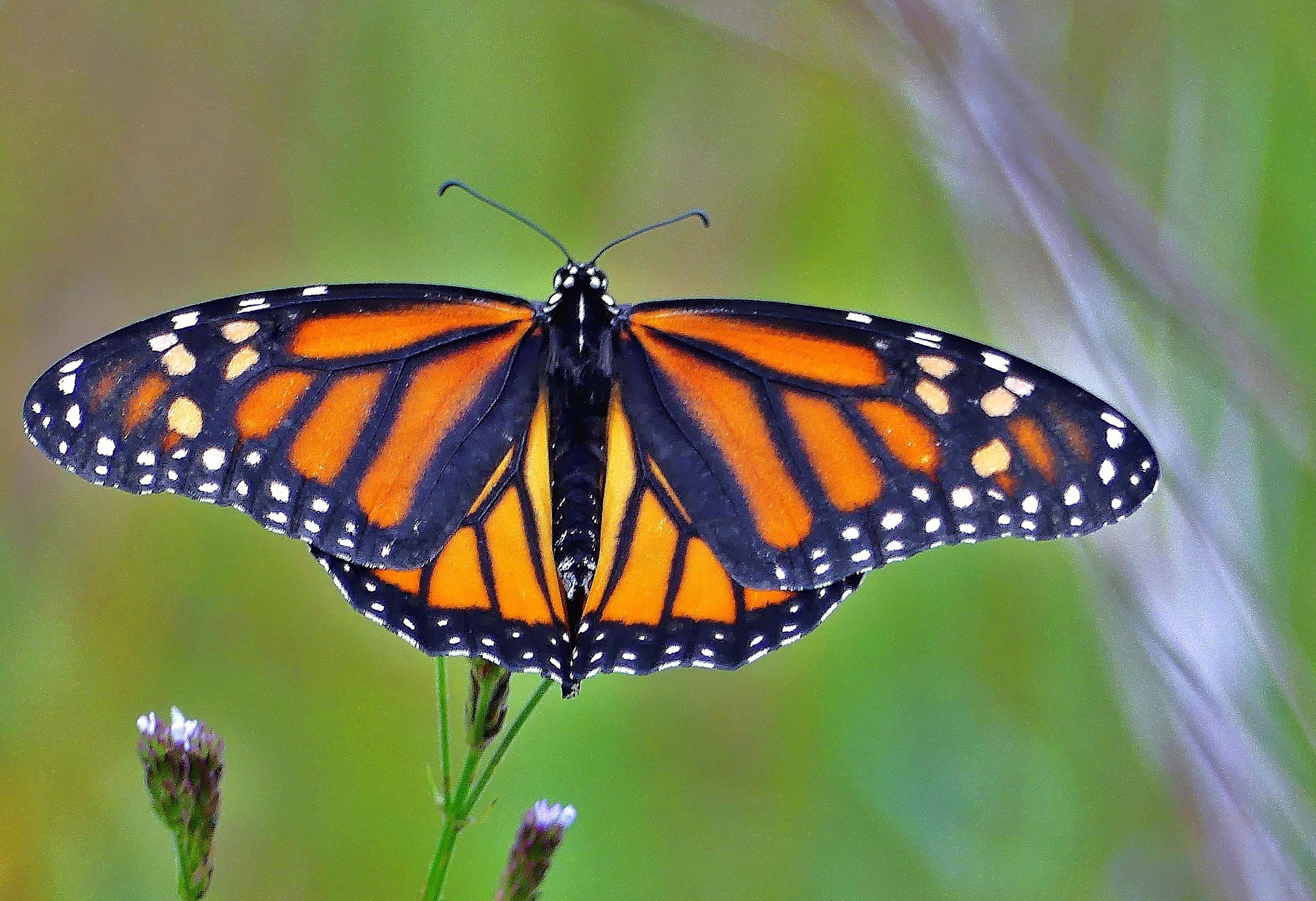 So sorry, little guys.