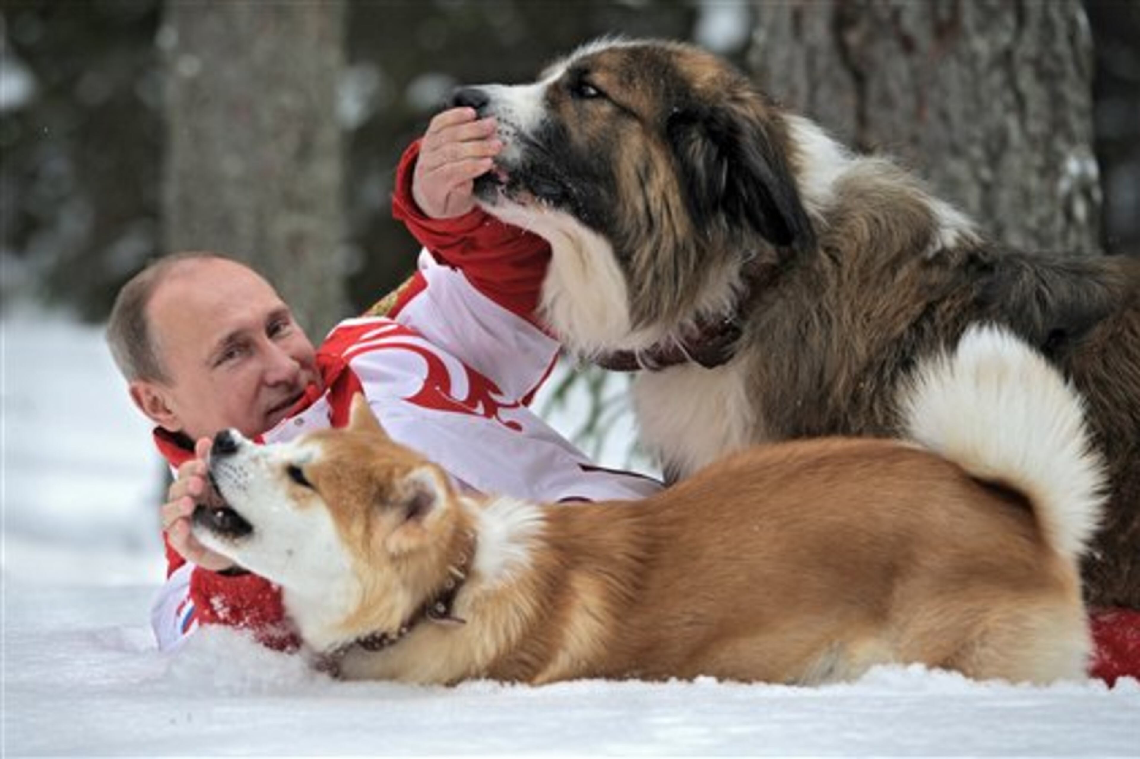 In this March 24, 2013 photo, distributed by RIA Novosti Agency on Wednesday, April 10, 2013, Russian President Vladimir Putin poses for the camera as he plays with his dogs Yume, an Akito-Inu, front, and Buffy, a Bulgarian Shepherd in an undisclosed location of Moscow region.(AP Photo/RIA Novosti, Alexei Druzhinin, Presidential Press Service)