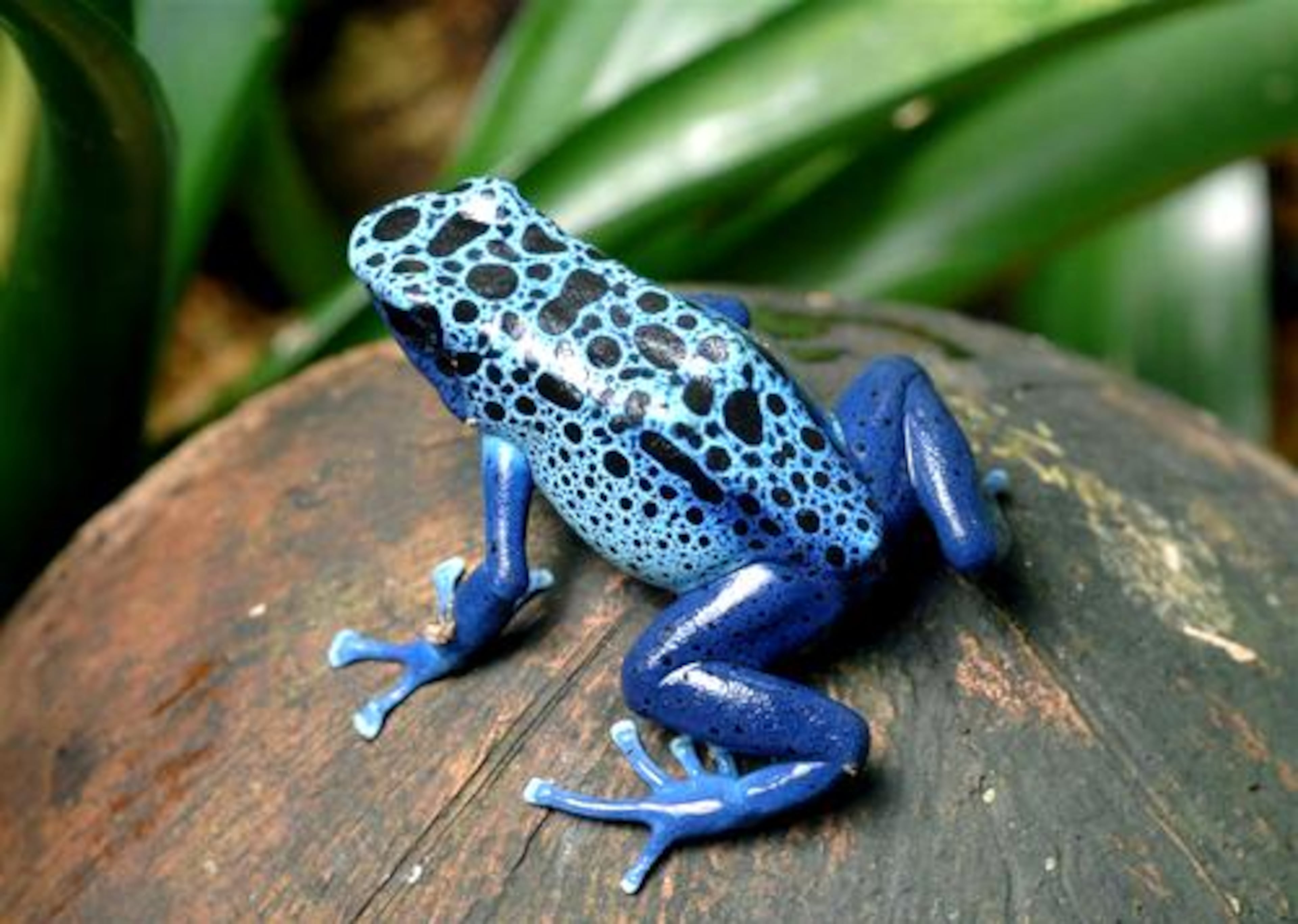 The Blue Poison Dart Frog is found in Suriname. It takes its species name, dendrobates azureus, from its azure coloration. The "poison dart" group is so-called because natives of South American used toxins from the frog's skin on darts when hunting.
