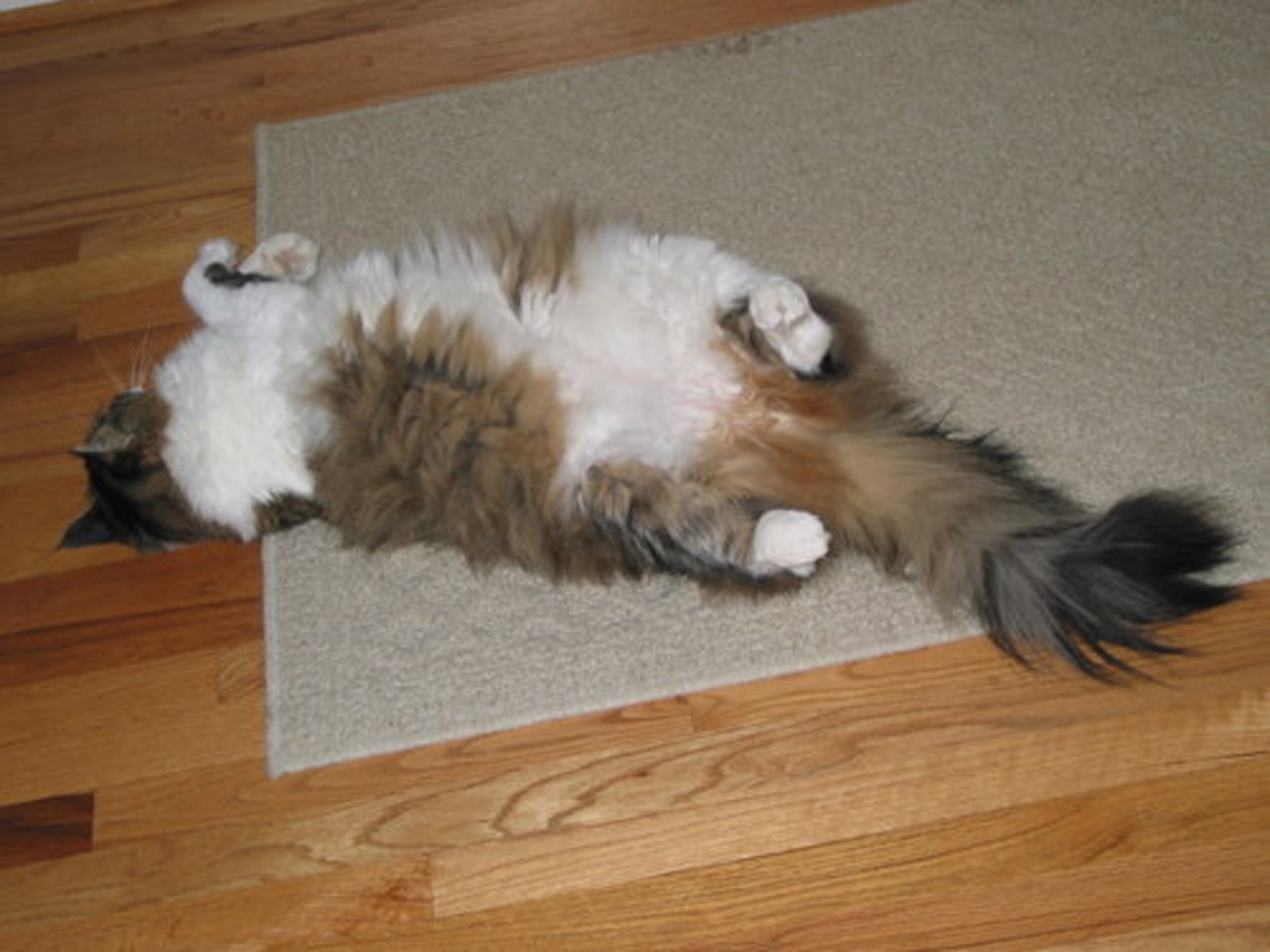 Yes, I need a belly rub.