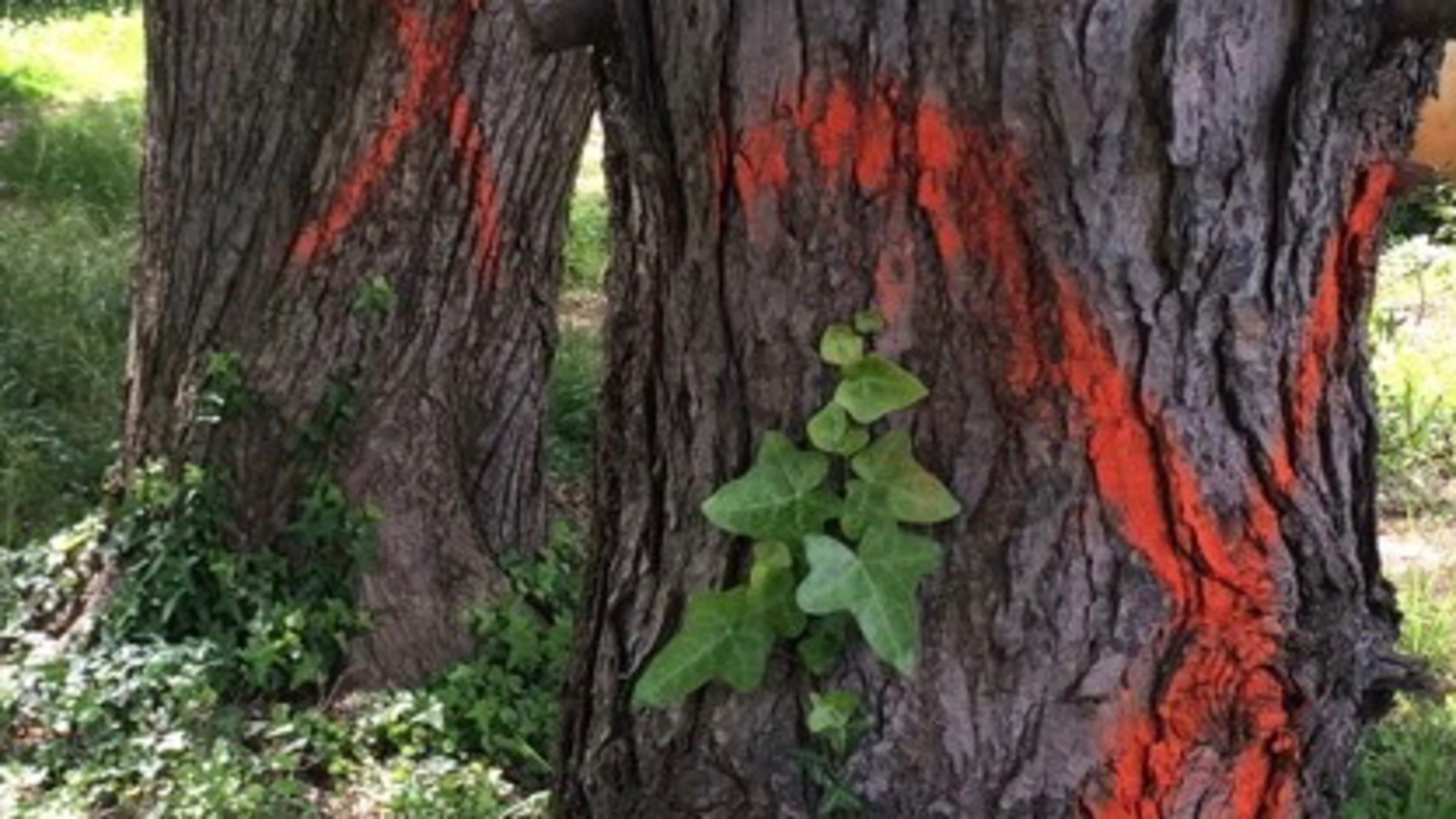 Peachtree City may allow more trees to be cut on private property without a permit. AJC file photo