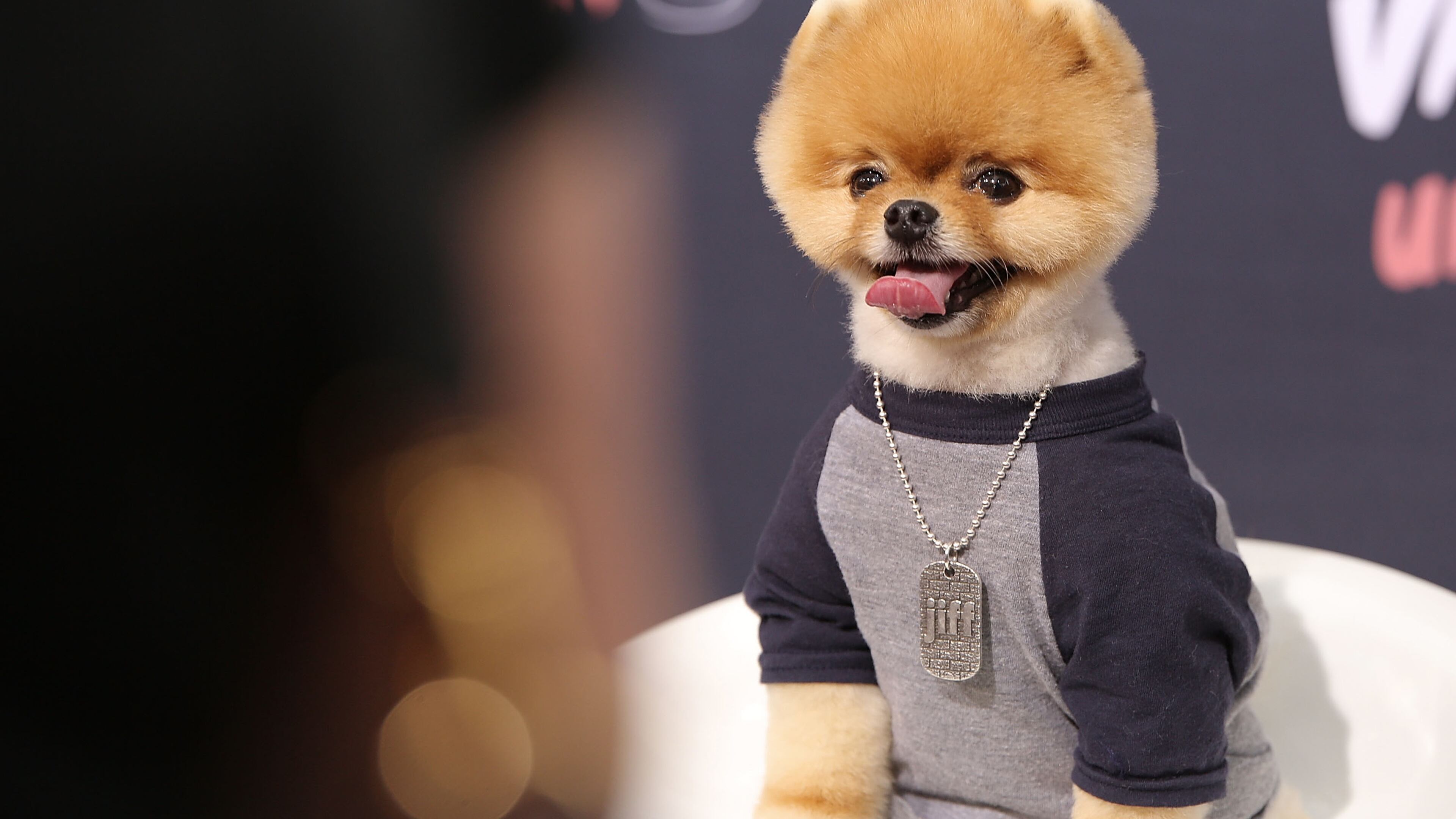Jiff the Pomeranian is likely celebrating National Dog Day today. LOS ANGELES, CA - AUGUST 25: Jiff The Pomeranian attends the premiere of Awesomeness TV's "Janoskians: Untold and Untrue" at Regency Bruin Theatre on August 25, 2015 in Los Angeles, California. (Photo by Mike Windle/Getty Images)