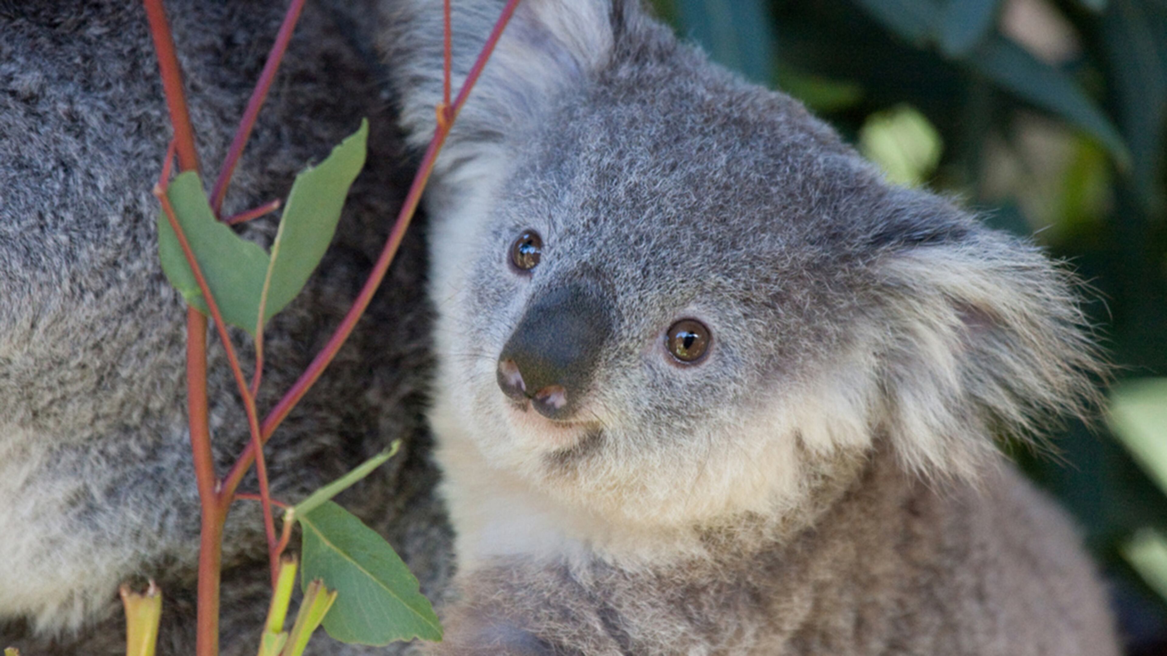 A koala at the San Diego Zoo (not pictured) was given a continuous glucose monitor to help zoo workers manage his type 1 diabetes. (Photo by Nathan Rupert via Flickr https://www.flickr.com/photos/nathaninsandiego/4445135388/ (CC BY-NC-ND 2.0))