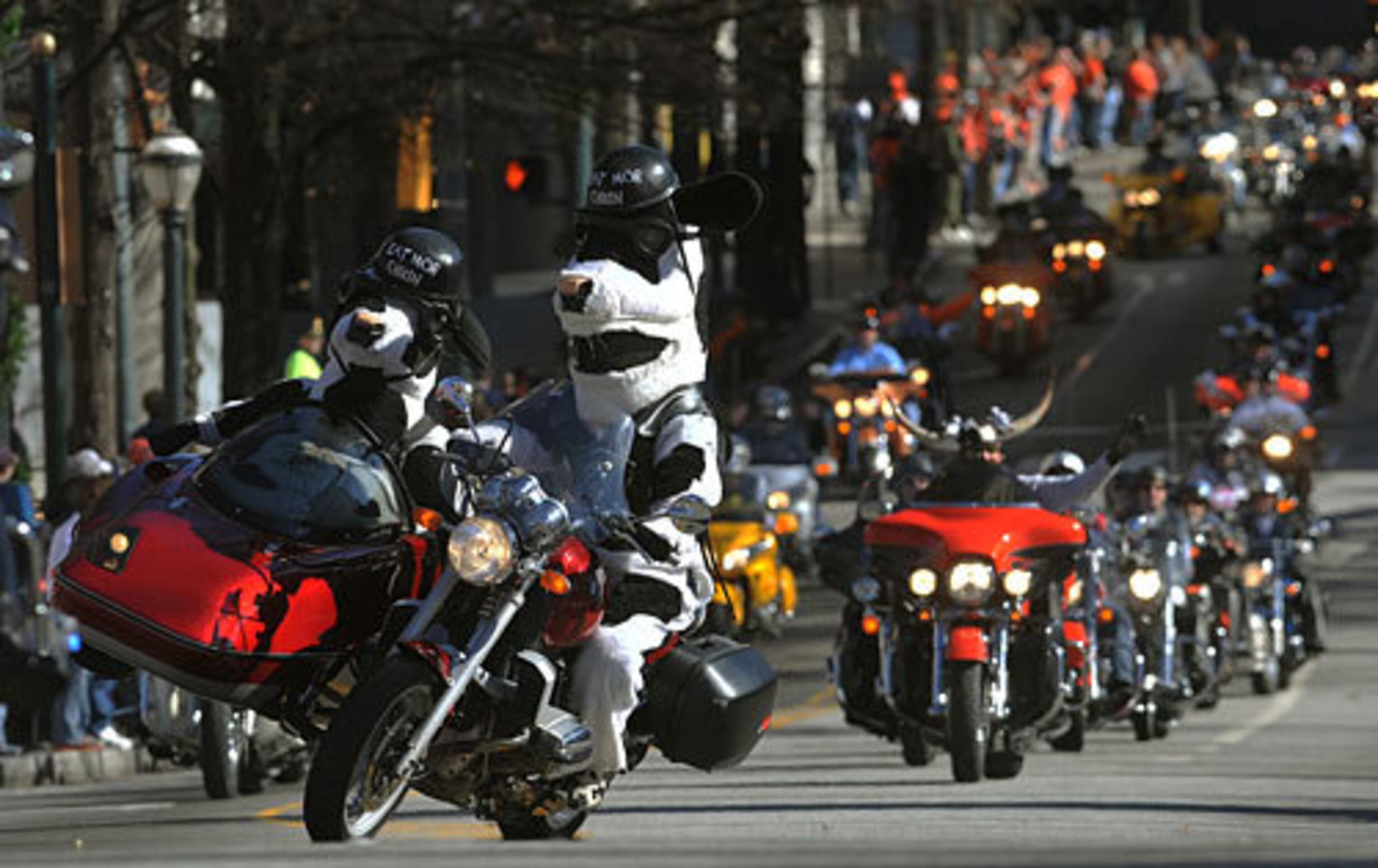 One of the Chick-fil-A cows shows off its motorcycling skills during the parade.