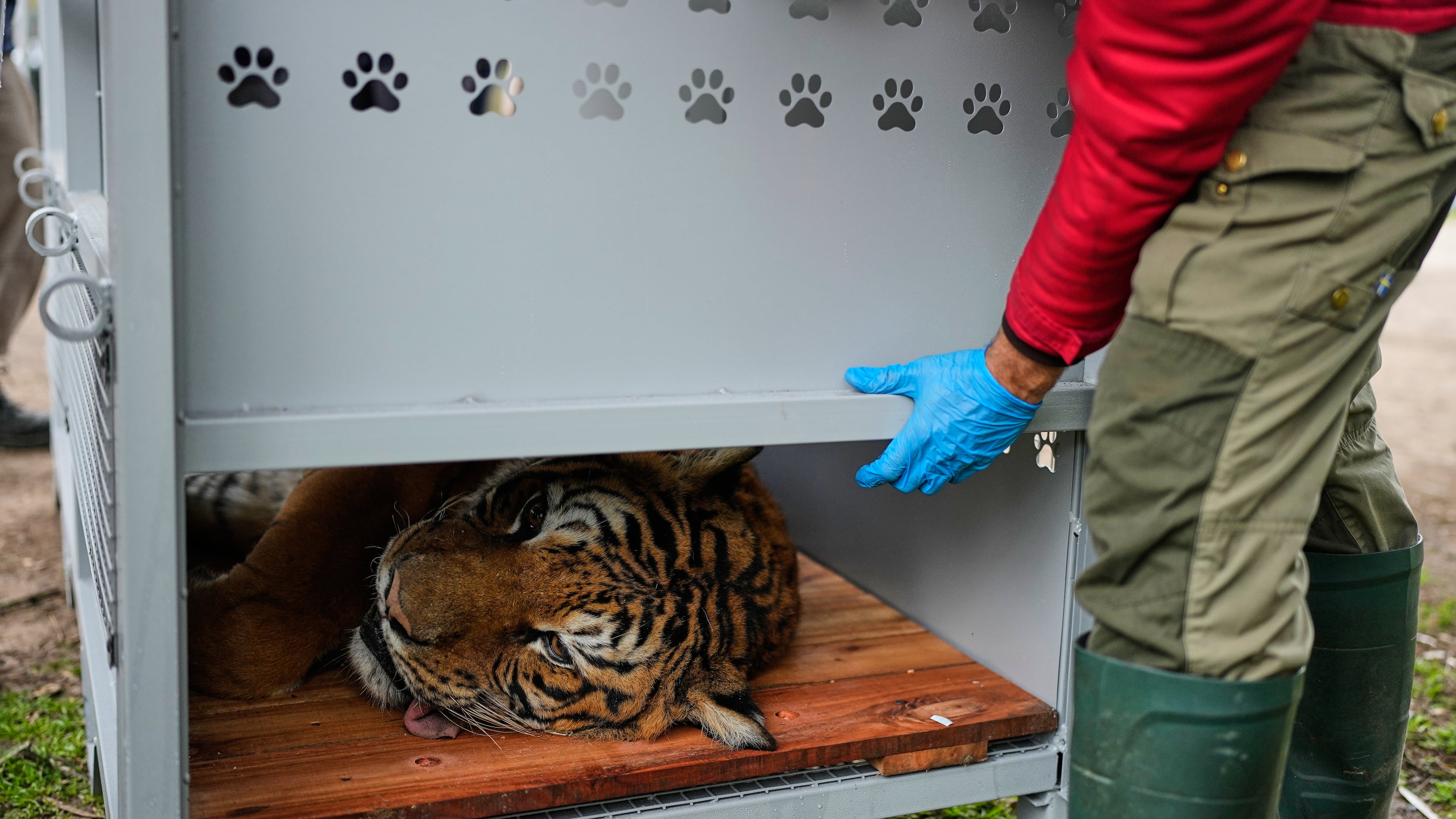 A tiger lies in a crate as a Four Paws animal welfare organization member prepares for its transfer from a shuttered zoo to a sanctuary in South Africa, in Lujan, Argentina, Friday, Aug. 14, 2026. (AP Photo/Natacha Pisarenko)