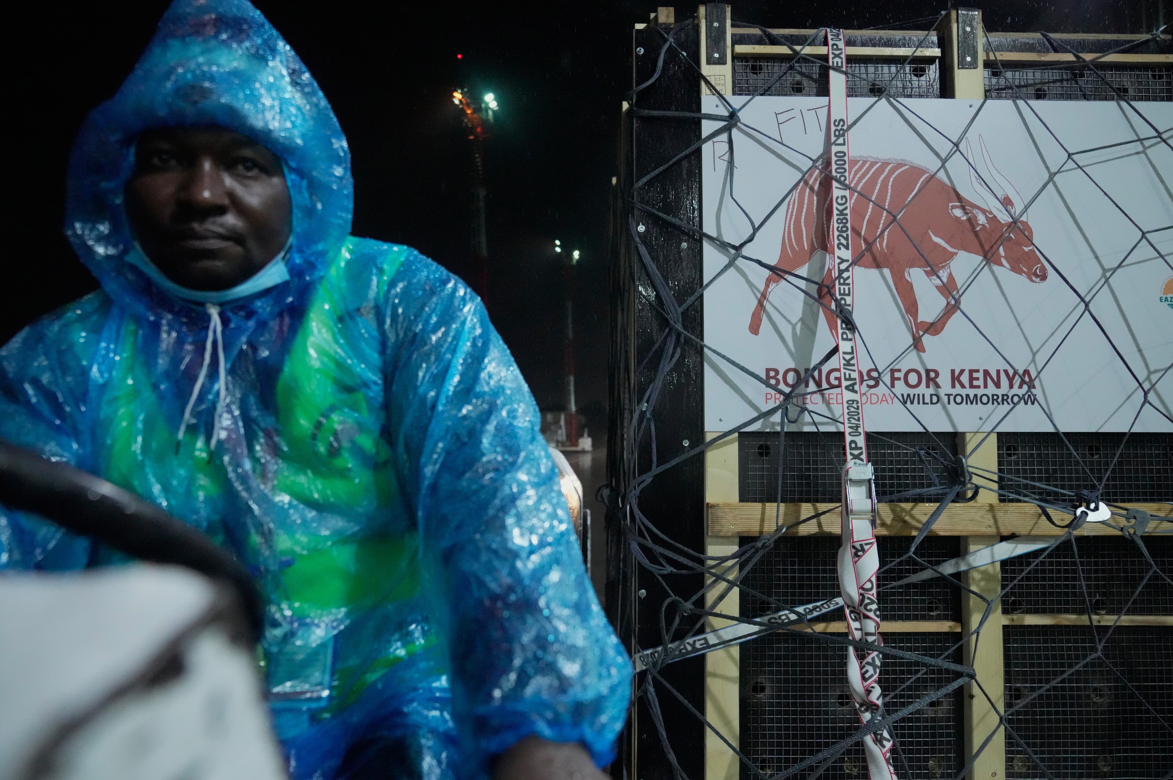 CORRECTION Kenya Mountain Bongos