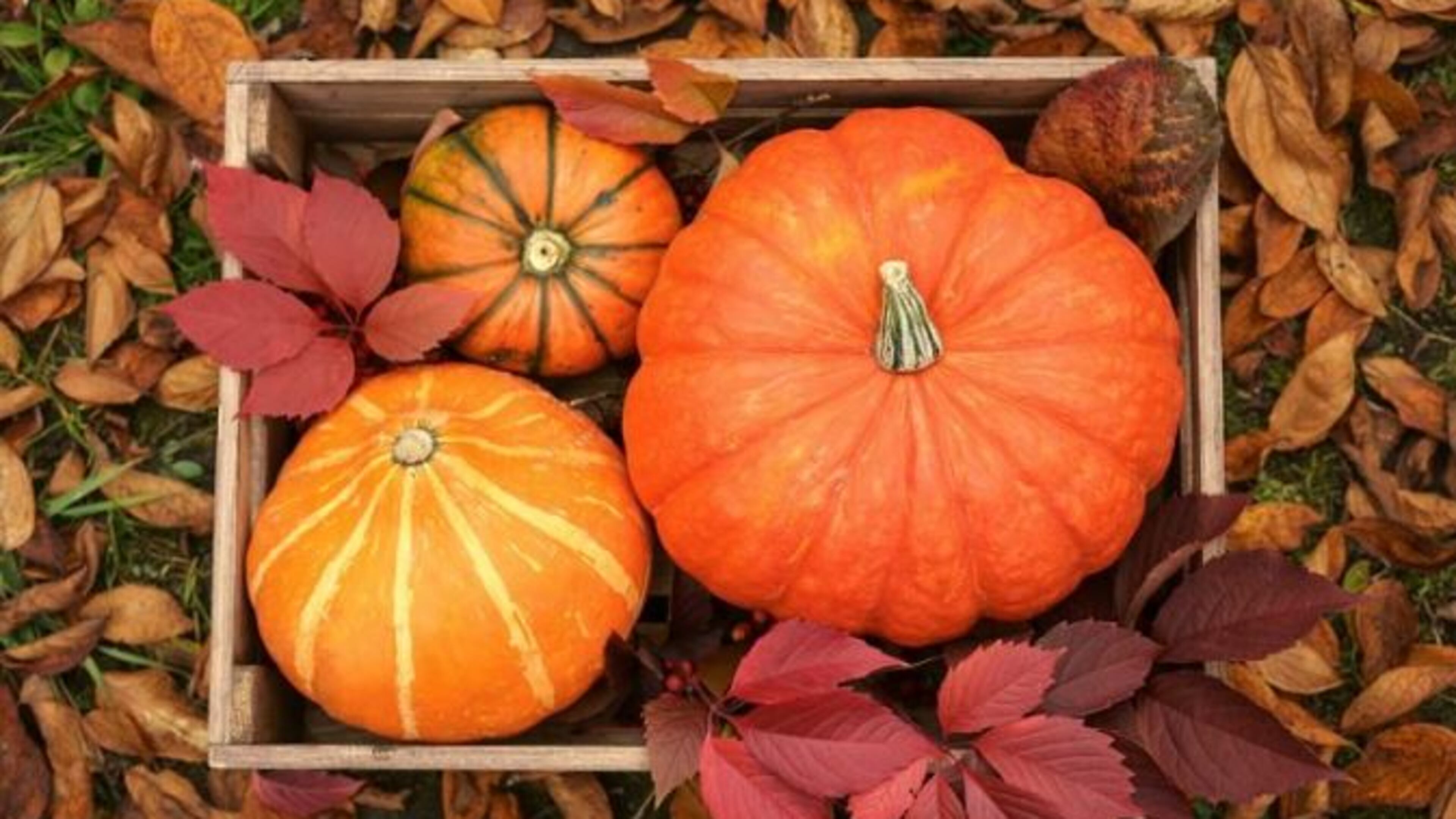 For free, a Fall Family Fun Day will take place from 1-4 p.m. Oct. 23 at Fair Oaks at the Marietta Educational Garden Center. (Courtesy of Marietta)