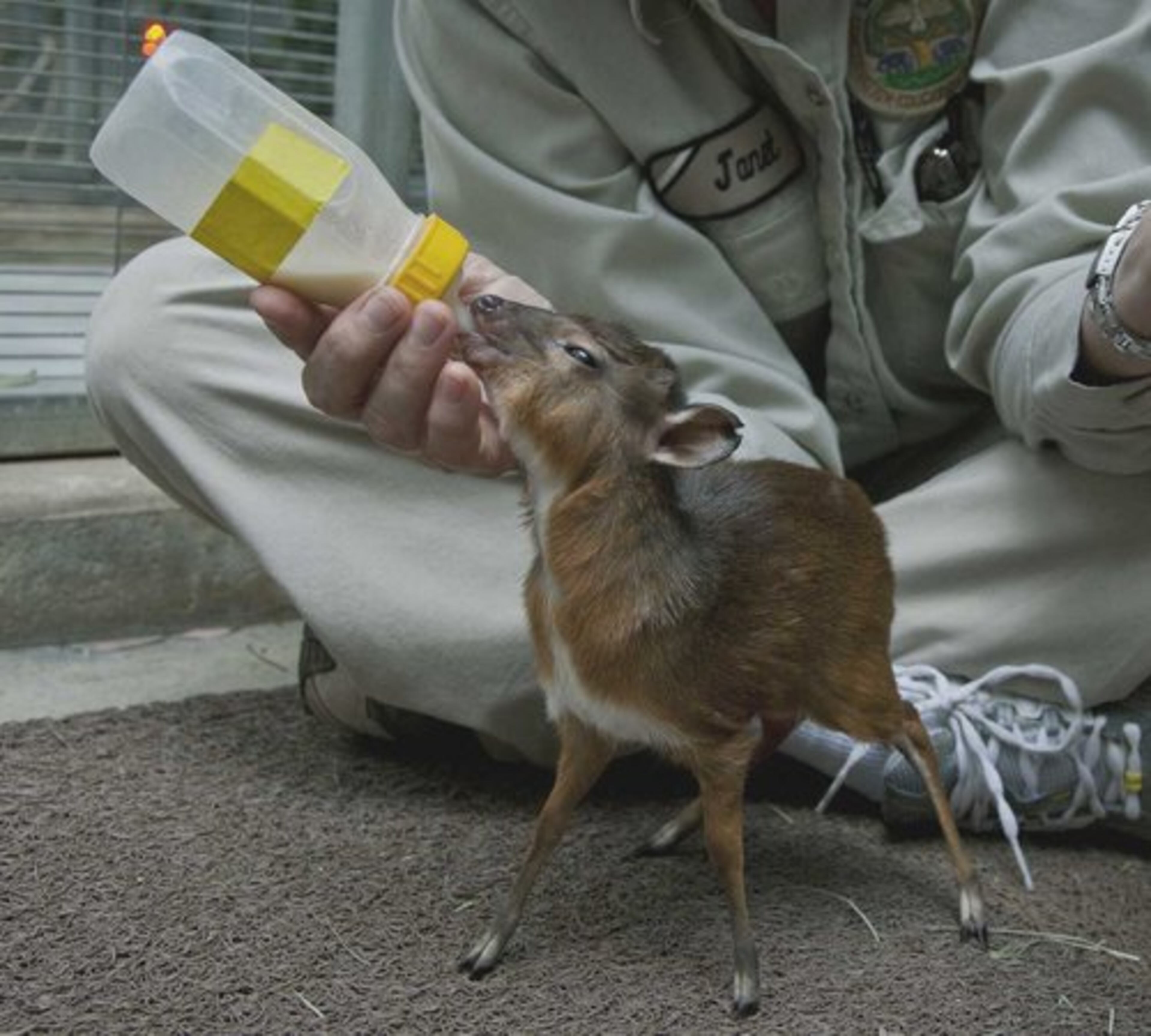 OH GIVE ME A HOME WHERE THE ITTY BITTY ANTELOPE PLAY: This image provided Tuesday Feb. 8, 2011 by the San Diego, Calif., Zoo shows keeper Janet Hawes bottle-feeding a royal antelope that weighs just 17 ounces.