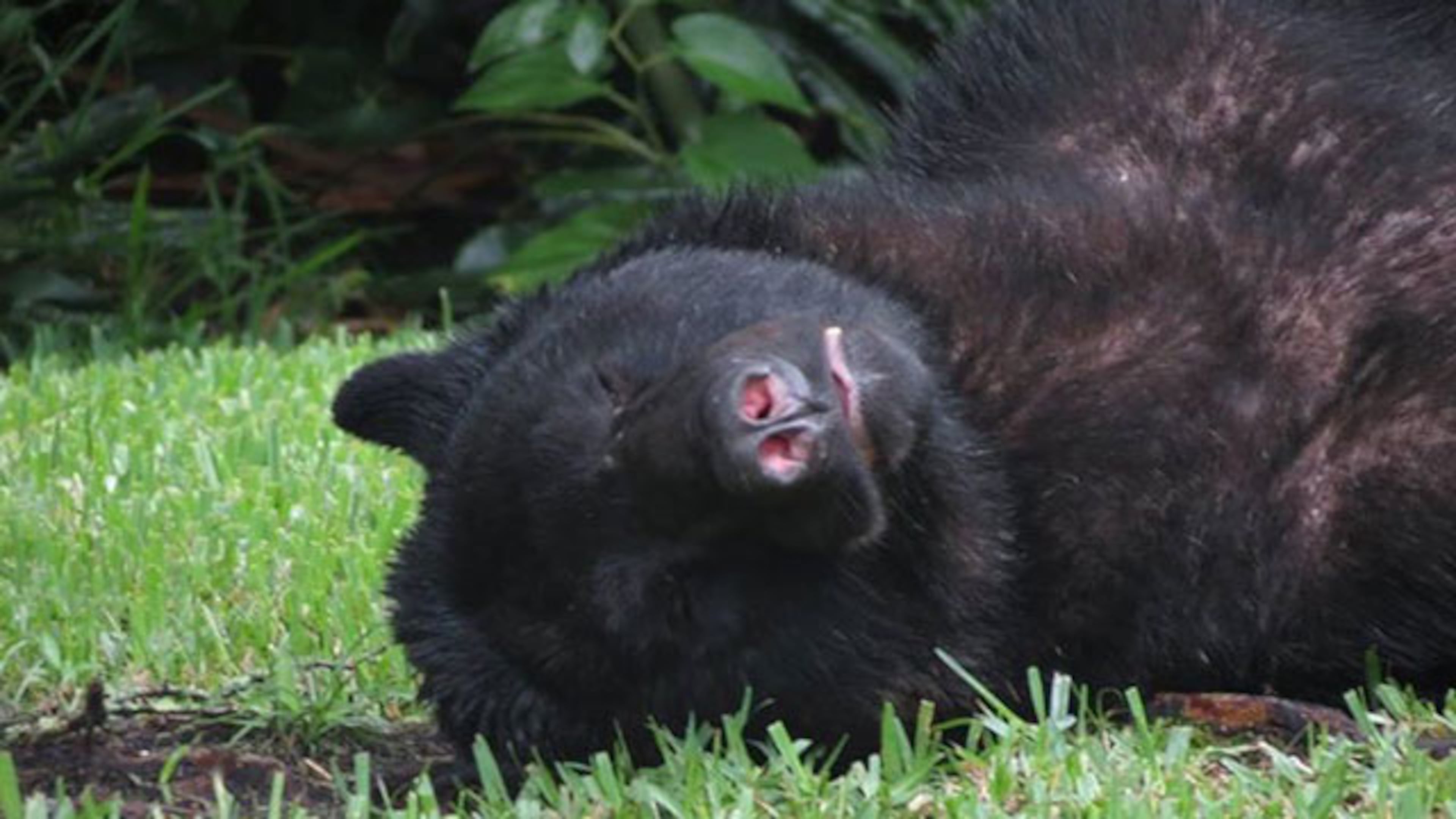 A bear in Seminole County went into someone's garage, ate a 20-pound bag of dog food and then fell asleep on the lawn.