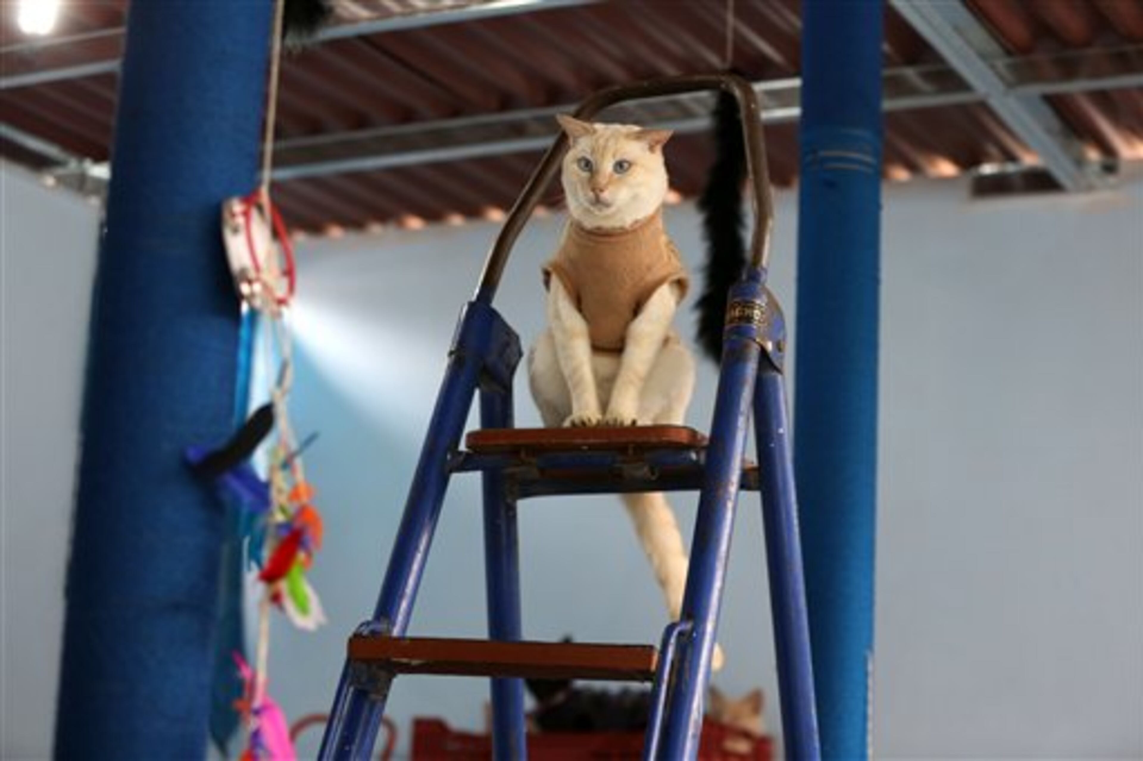 In this Aug. 2, 2014 photo, a sick cat sits on a ladder in Maria Torero's hospice for cats with leukemia, at her home in Lima, Peru. She finds the cats in Lima�s streets and markets, collecting around 60 in one market alone, and has them tested for leukemia by one of dozens of veterinarians who charge $25 per exam. (AP Photo/Martin Mejia)