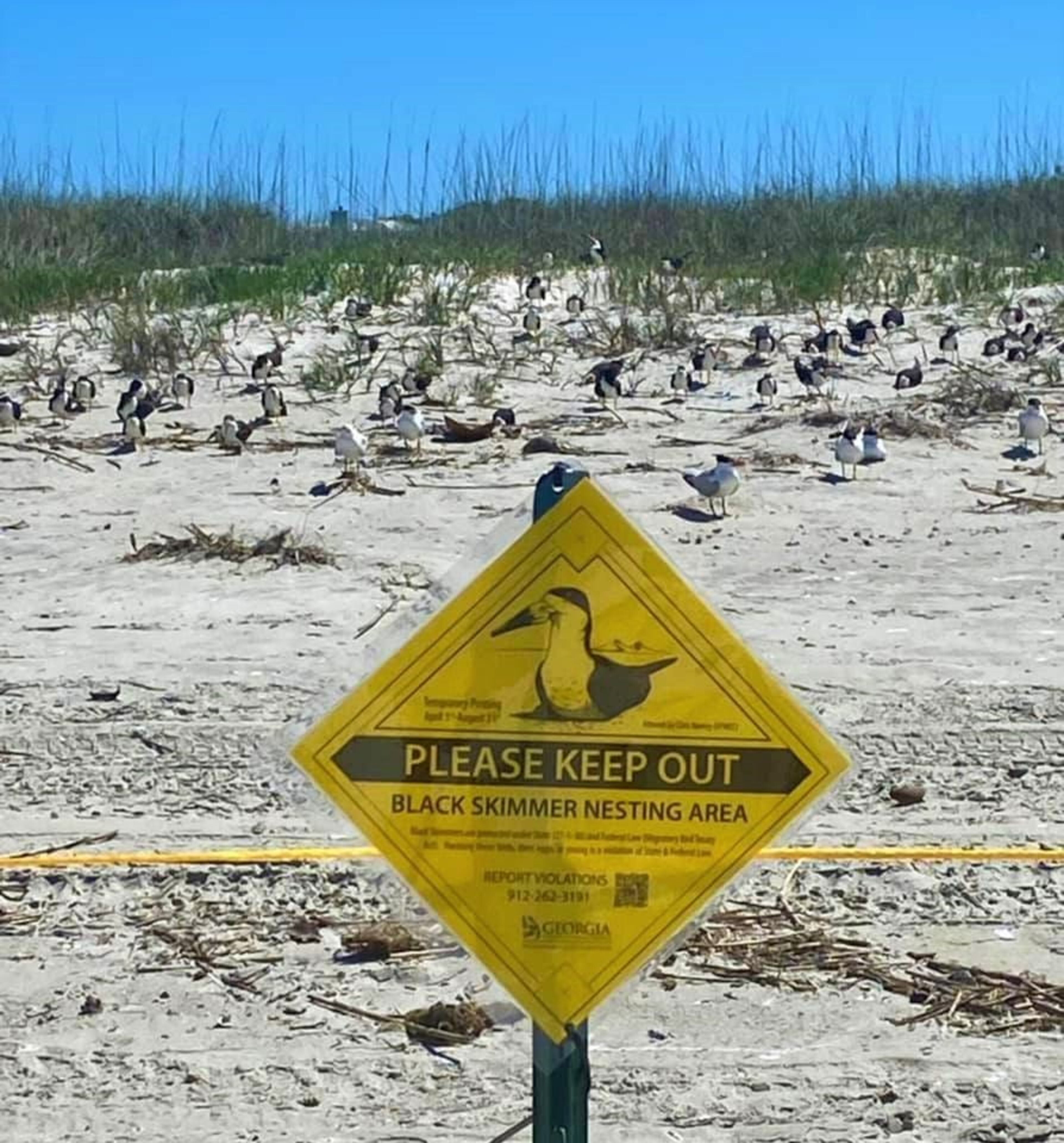 Tybee’s north beach wildlife area is ideal nesting habitat for Black Skimmers and terns.
