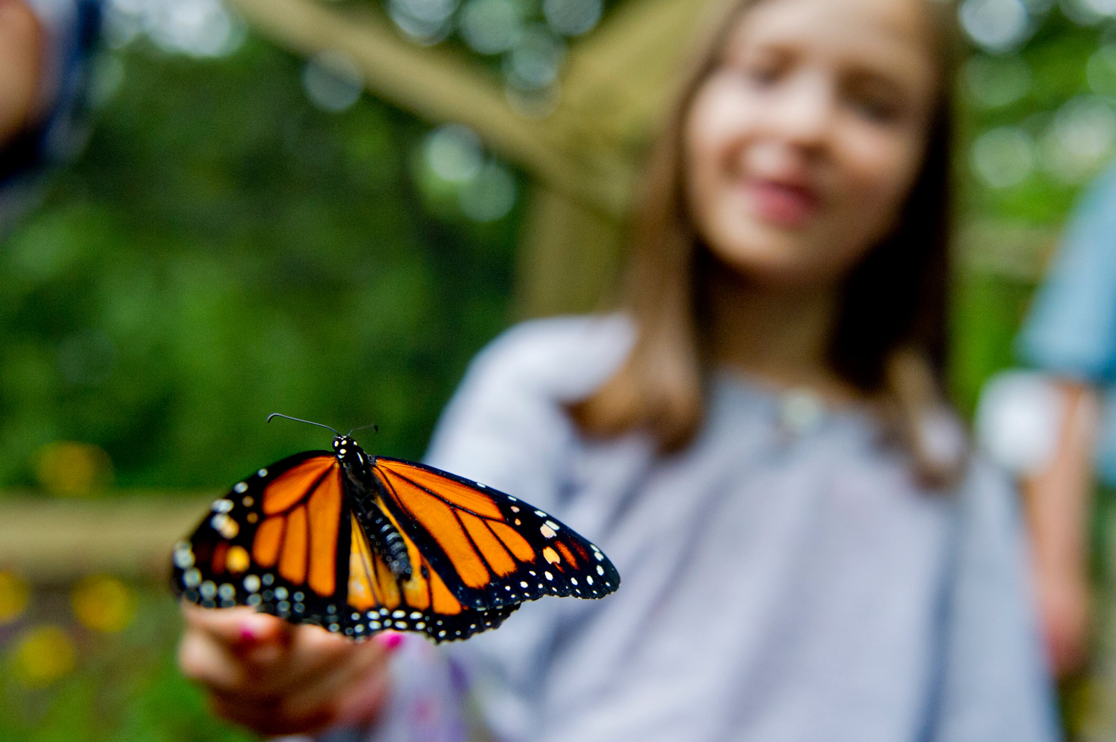 July 13, 2013 Roswell - A butterfly perches on Lillian Rowley's paint brush inside the live butterfly exhibit tent at the Chattahoochee Nature Center in Roswell during the 14th annual Flying Colors Butterfly Festival on Saturday, July 13, 2013. Visitors were invited into the tent to hand feed over 250 butterflies. Other activities during the festival included live music, childrens arts and crafts and butterfly releases into the wild. JONATHAN PHILLIPS / SPECIAL