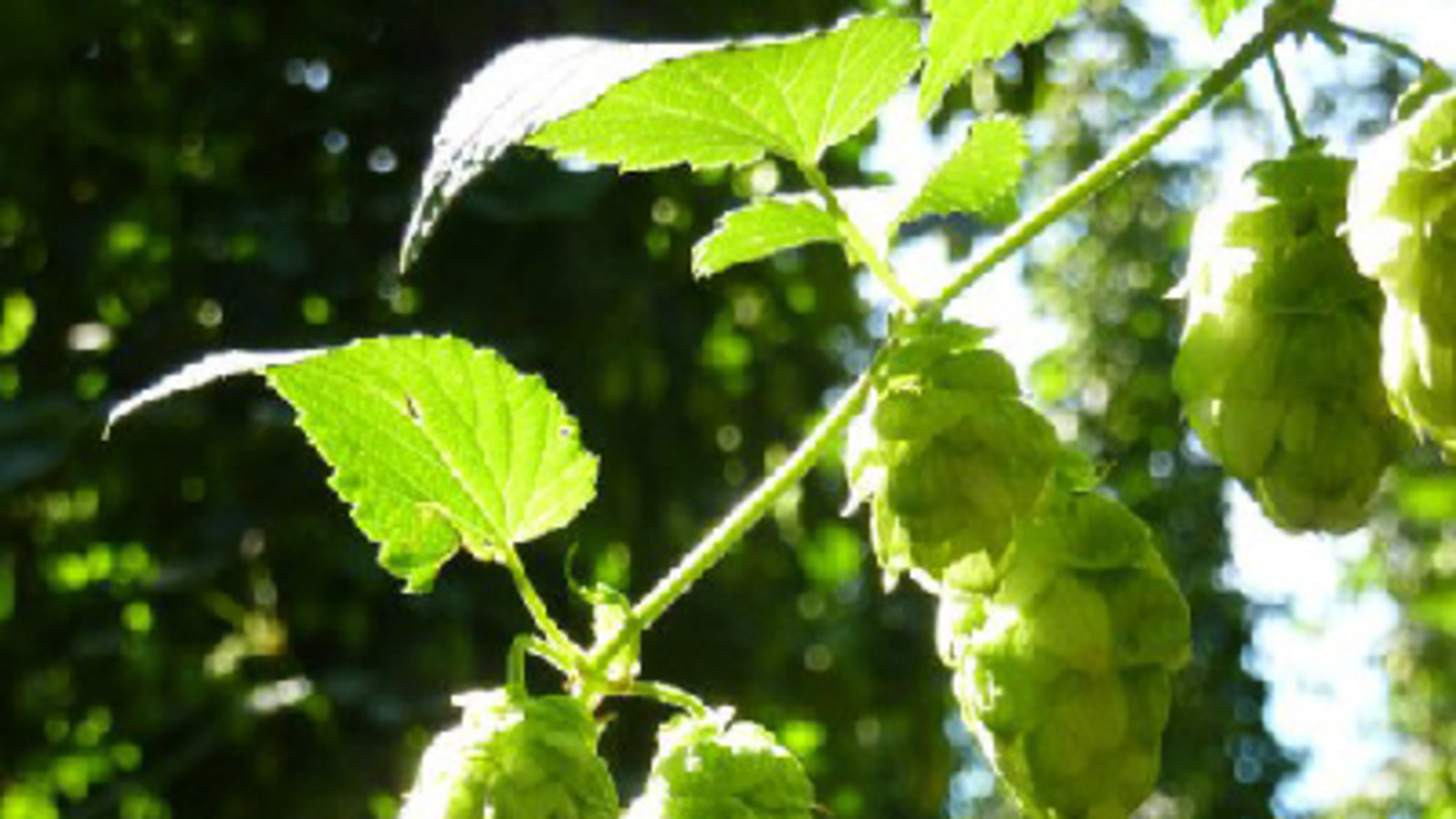 Hop cones. (Hop Union)
