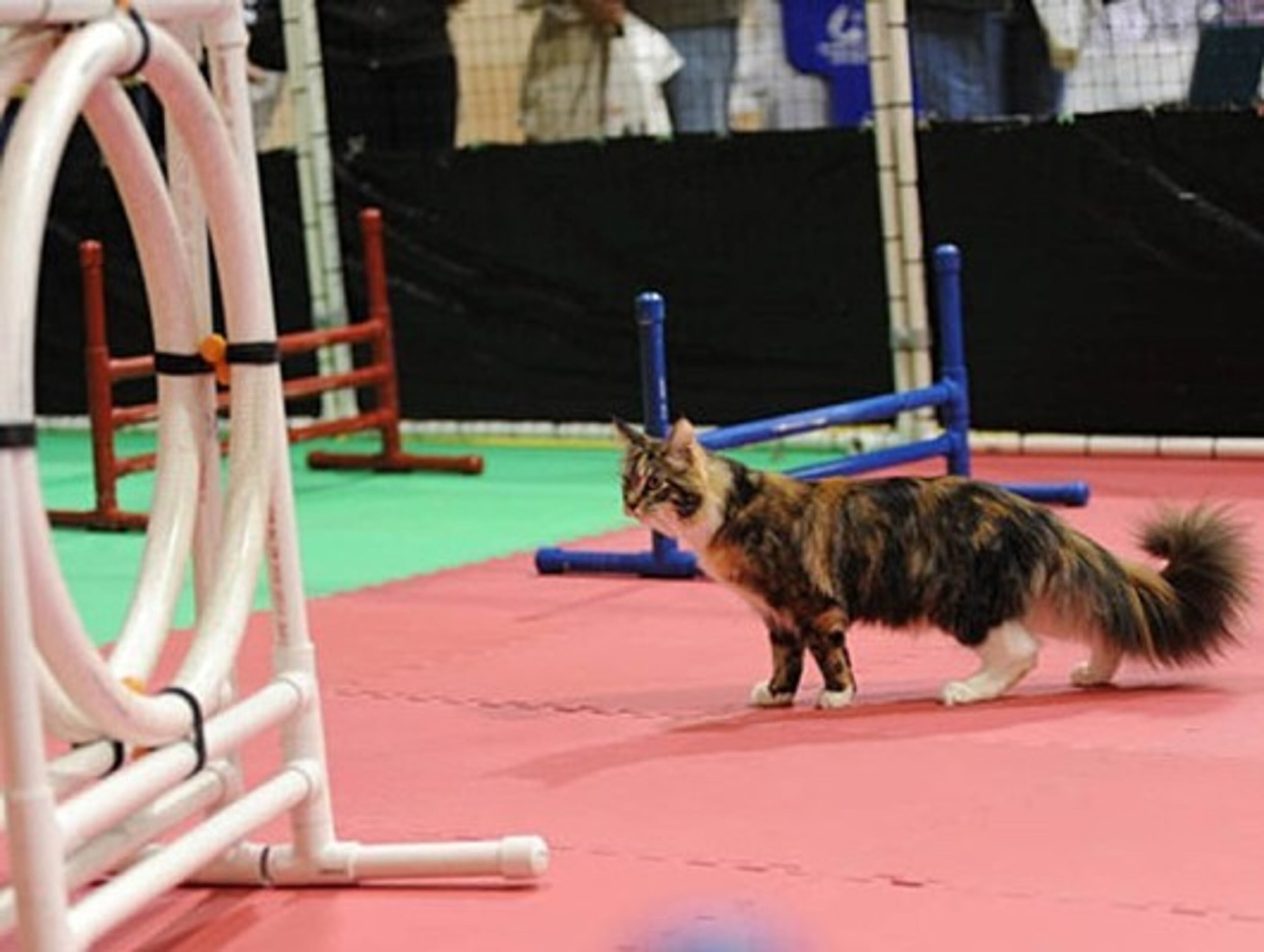 Pedigree and household cats will compete at the Cotton States CFA Championship & Household Pet Cat Show this weekend in Duluth.