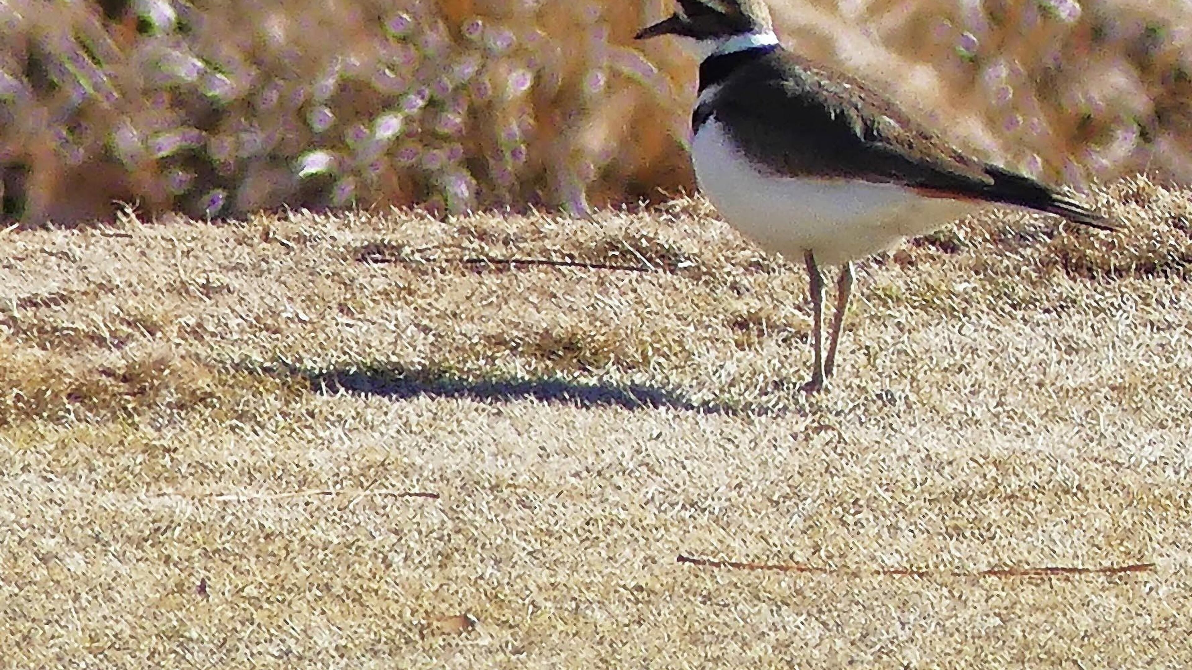 This killdeer on the grassy links of the Druid Hills Golf Club was one of 91 bird species tallied last weekend during the Intown Atlanta Christmas Bird Count. (Courtesy of Charles Seabrook)