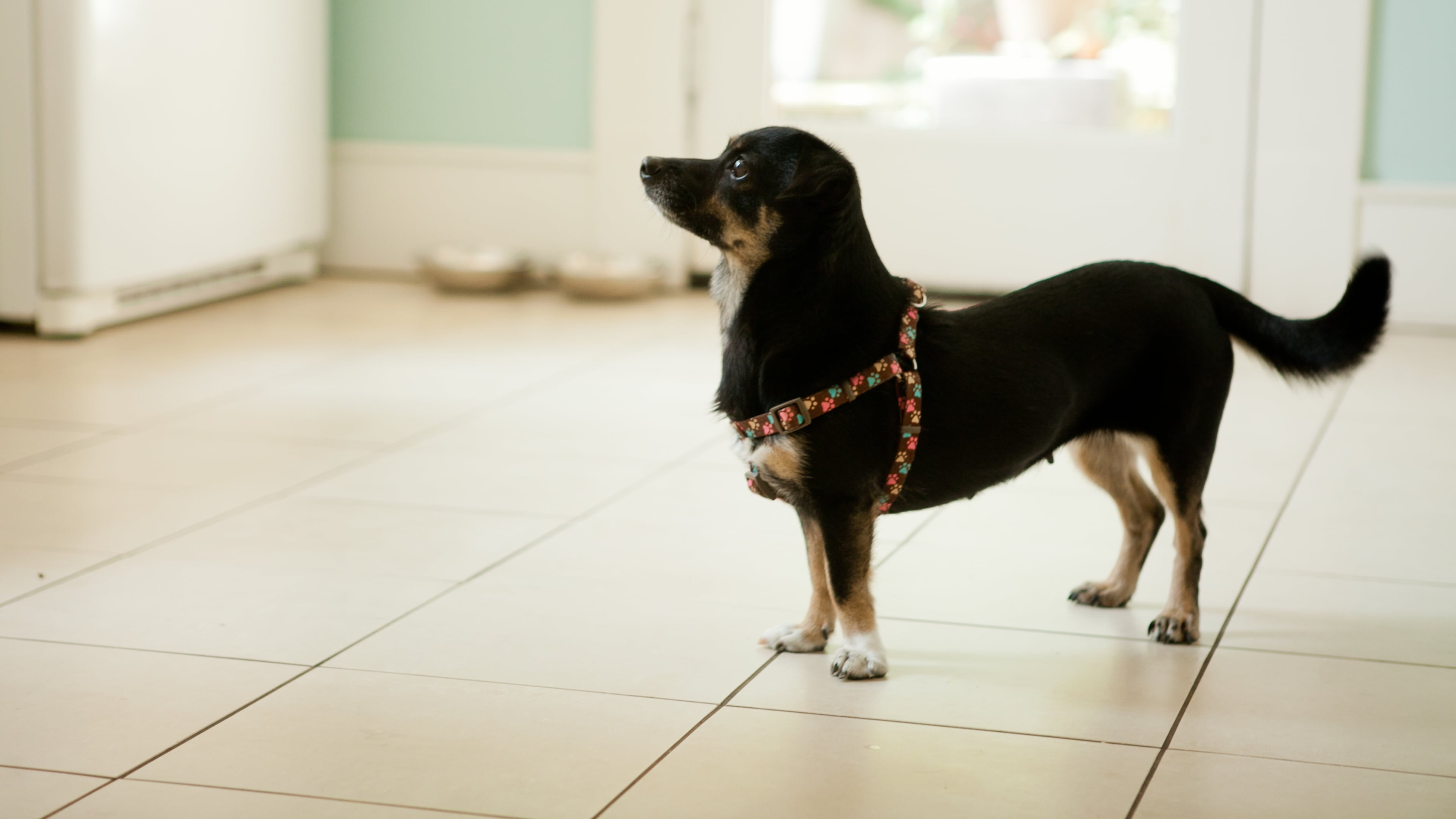 Lucy came with no name, no tag and no script, so writer Wendell Brock filled in the gaps. He named her after a cousin, imagined a backstory in which she’d been mistreated, and he took her to the vet for a checkup. He never dreamed she would change his life. Credit: Renee Brock