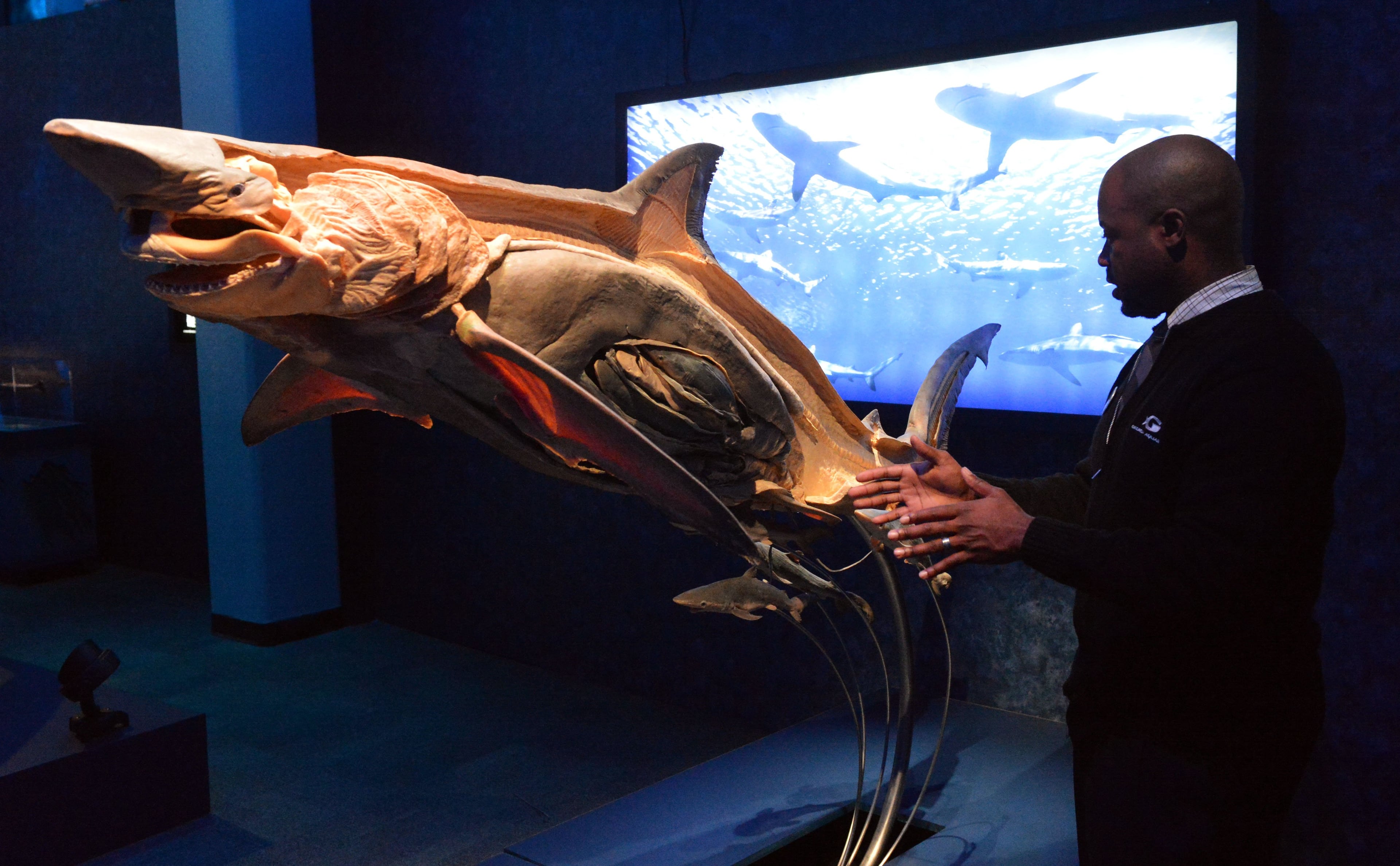 Georgia Aquarium director of guest programs and entertainment Jahmar Hannans talks about staging the silky shark exhibit. The Sea Monsters exhibit at the Georgia Aquarium uses the same "plastination" technique familiar to those who've seen preserved human bodies in the "Bodies" exhibit to create detailed, partially-dissected sea creatures. A whale shark, angler fish, deep-sea squids and even a penguin are seen in various states of disassembly, in a tableau that is informative and sometimes disturbing.The exhibit opens Oct. 2 and will be on display for a year. KENT D. JOHNSON / KDJOHNSON@AJC.COM