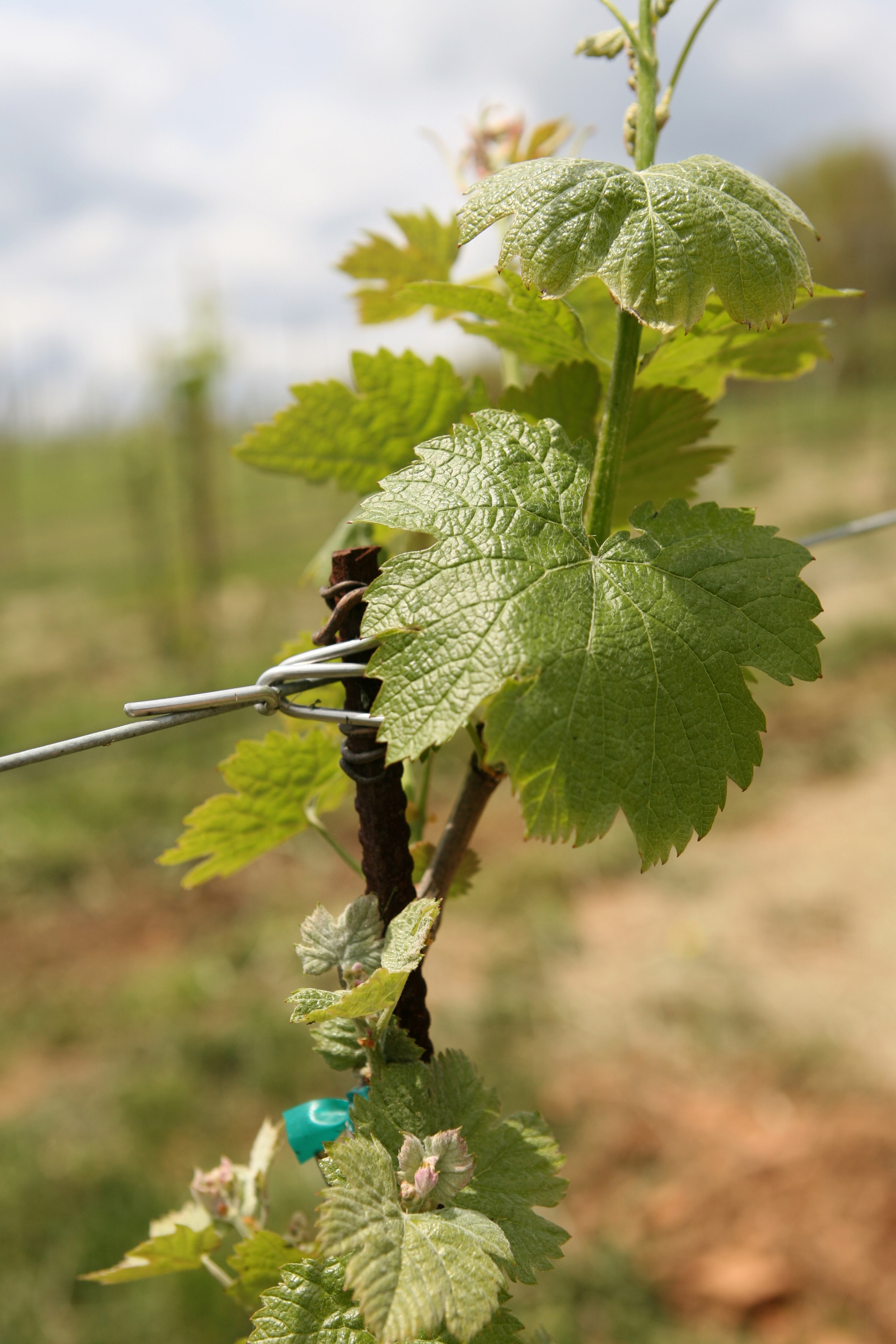 Montaluce Winery & Estates near Dahlonega in Lumpkin County is scheduled to be auctioned June 26. The property, a planned $300 million-plus development, includes 35-acres of vineyards, a functioning winery and fine-dining restaurant and home sites for future development.