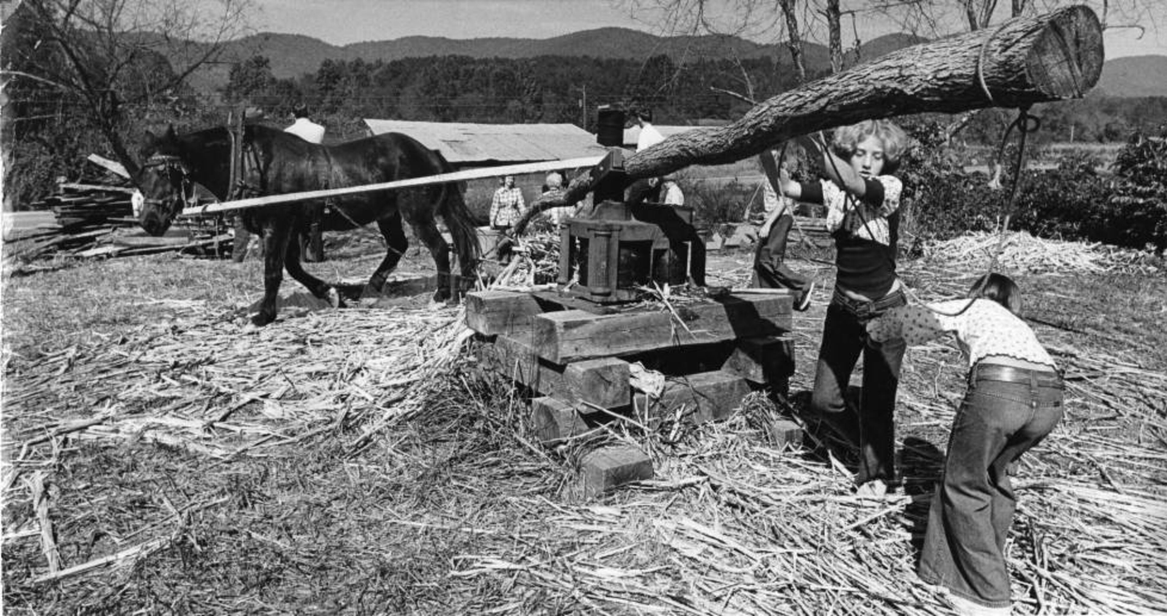 The Jaycees' horse-drawn mill slowly grinds the juice from sorghum at the Sorghum Festival in Blairsville in October 1973. Bill Grimes/AJC